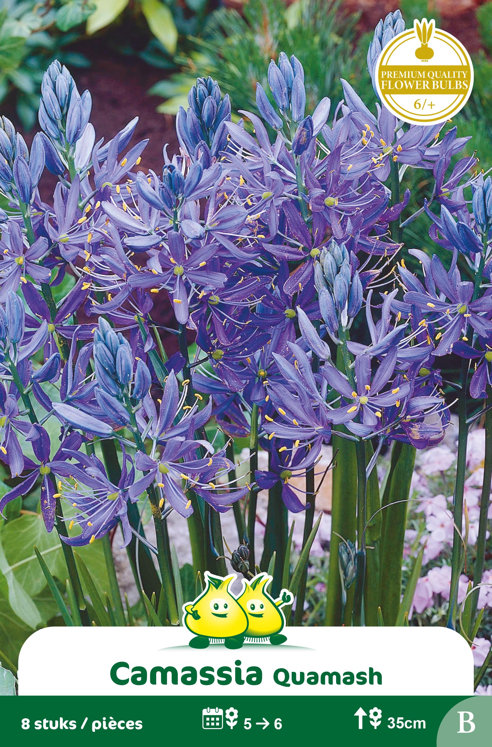 ZAKJES CAMASSIA QUAMASH B