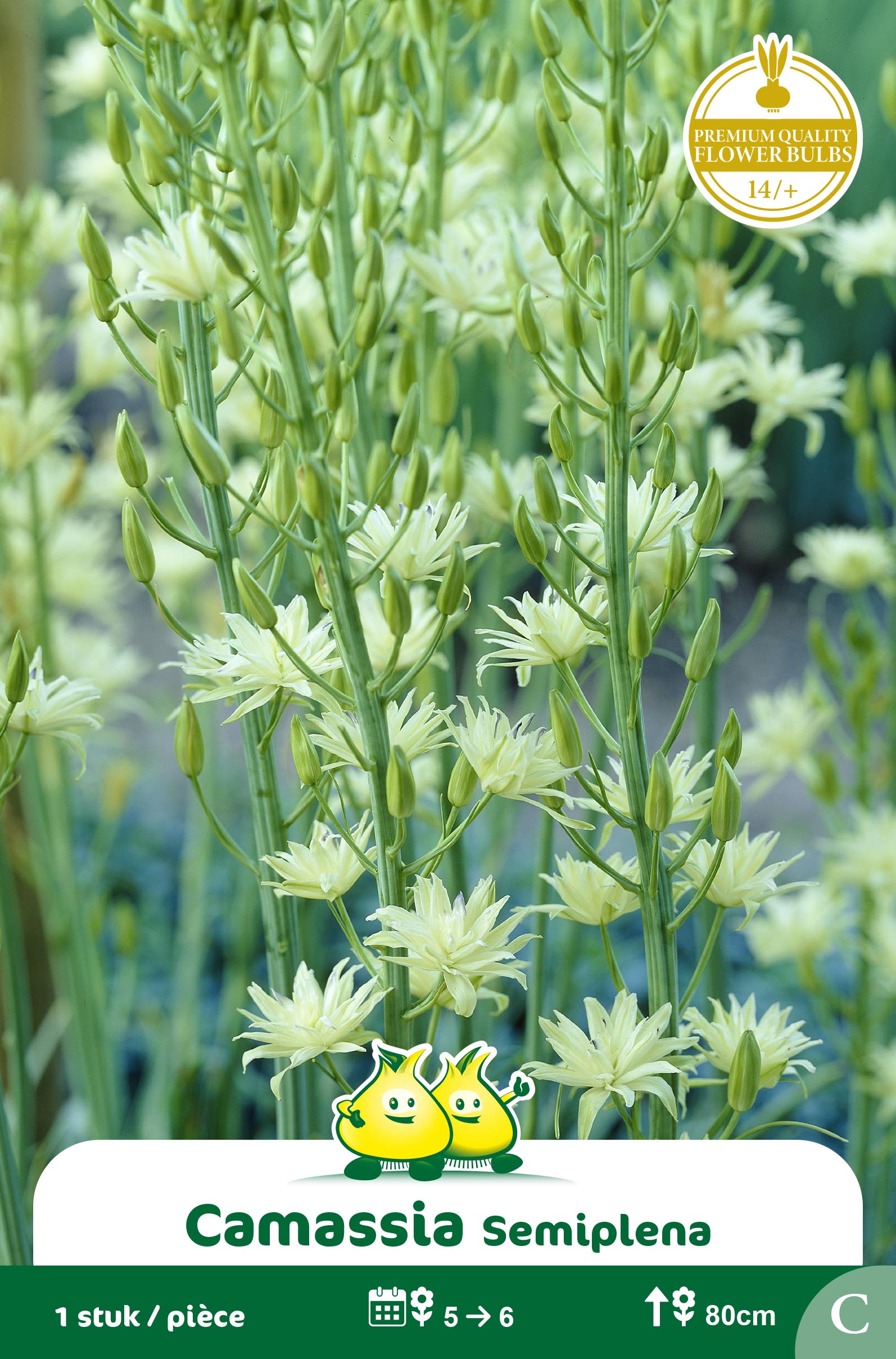 ZAKJES CAMASSIA LEICHTLINII SEMIPLENA C