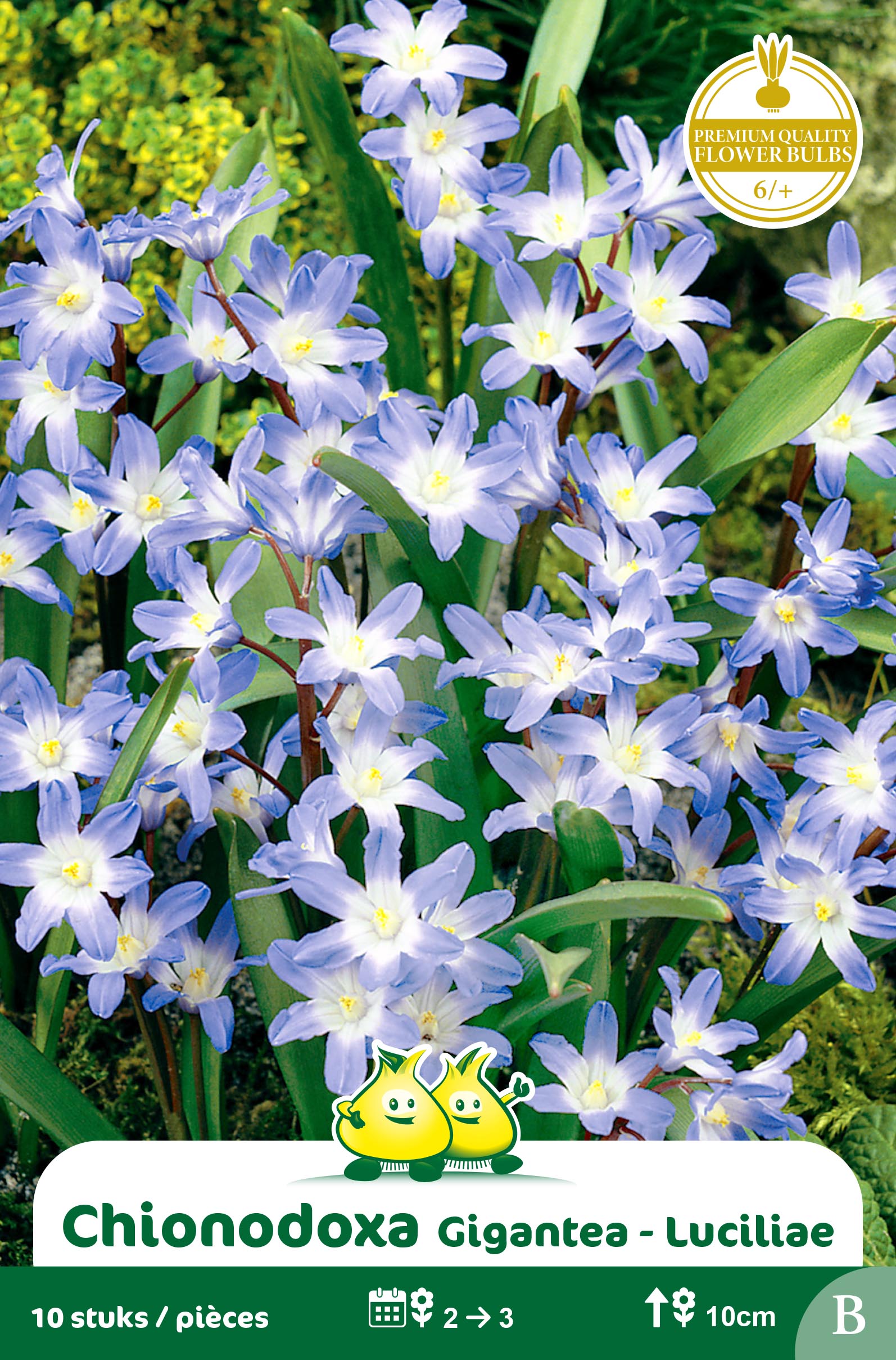ZAKJES CHIONODOXA LUCILLIAE - GIGANTEA B