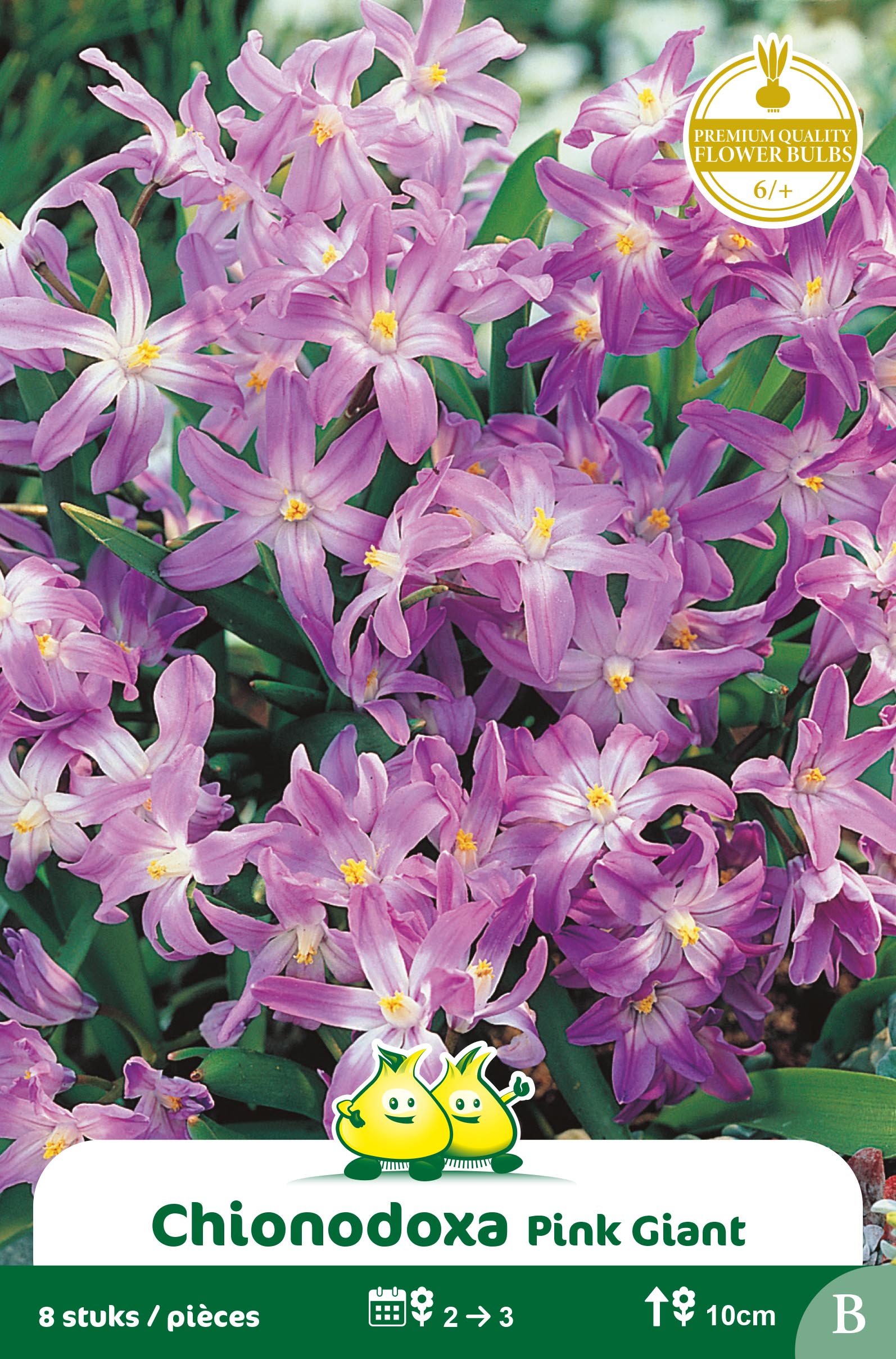 ZAKJES CHIONODOXA PINK GIANT B