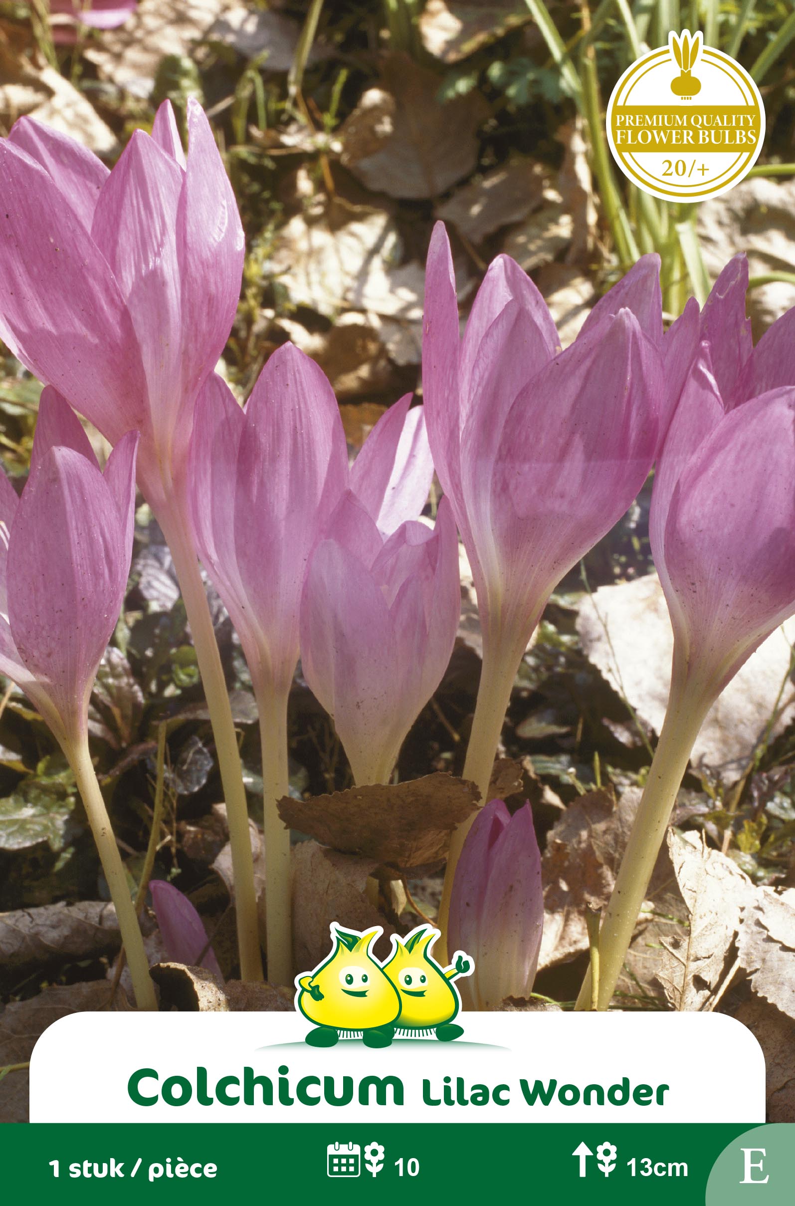 ZAKJES COLCHICUM LILAC WONDER D
