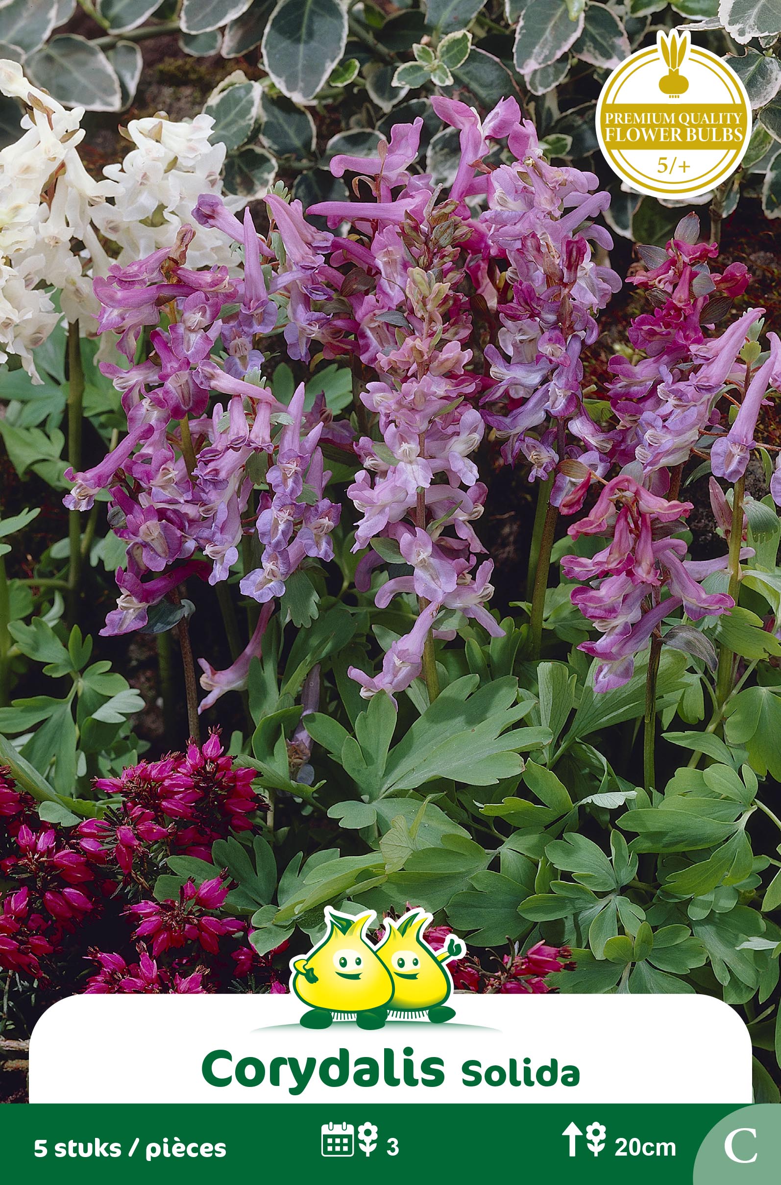 ZAKJES CORYDALIS SOLIDA C