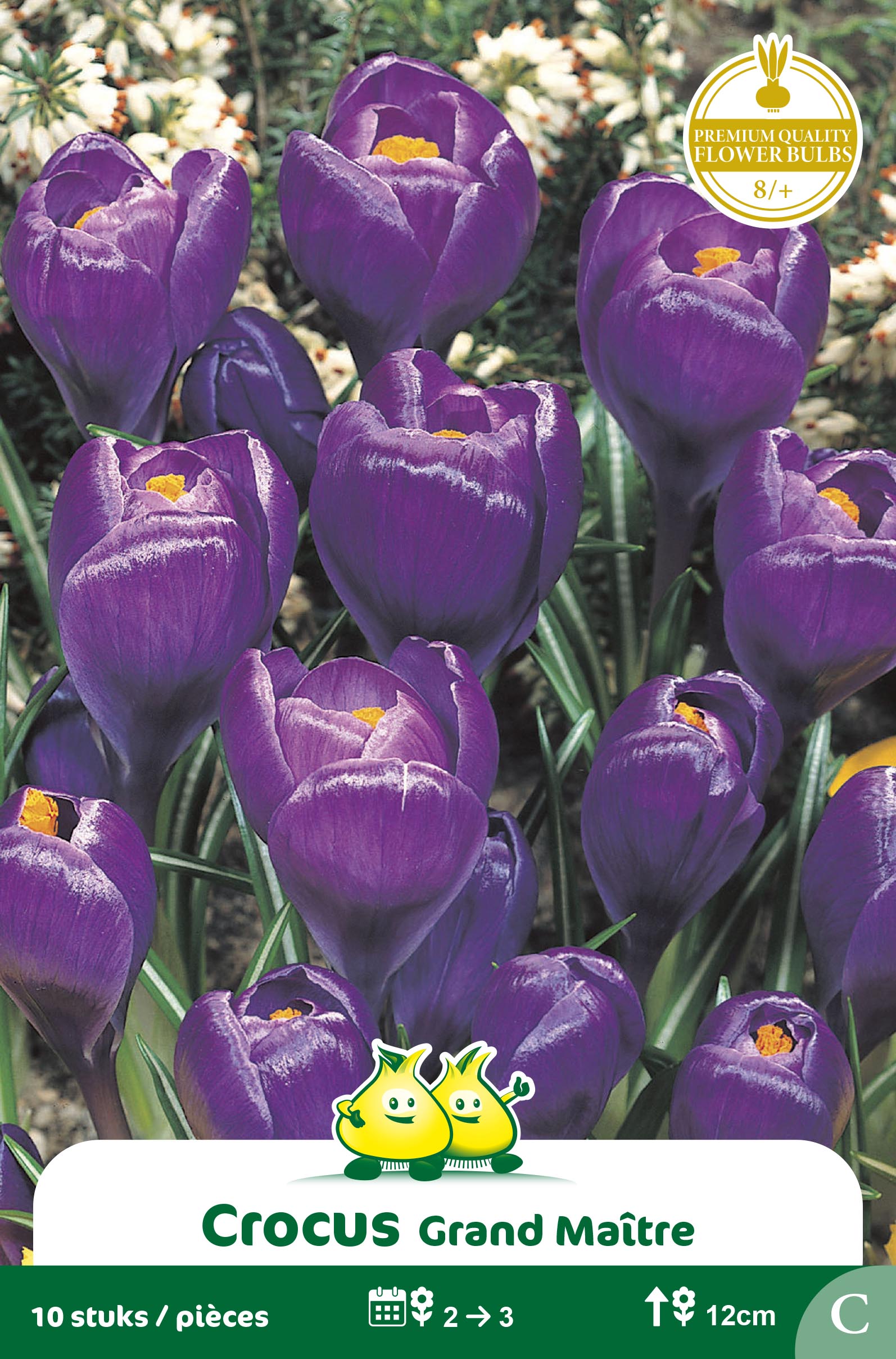 ZAKJES CROCUS PURPER - DONKER BLAUW C