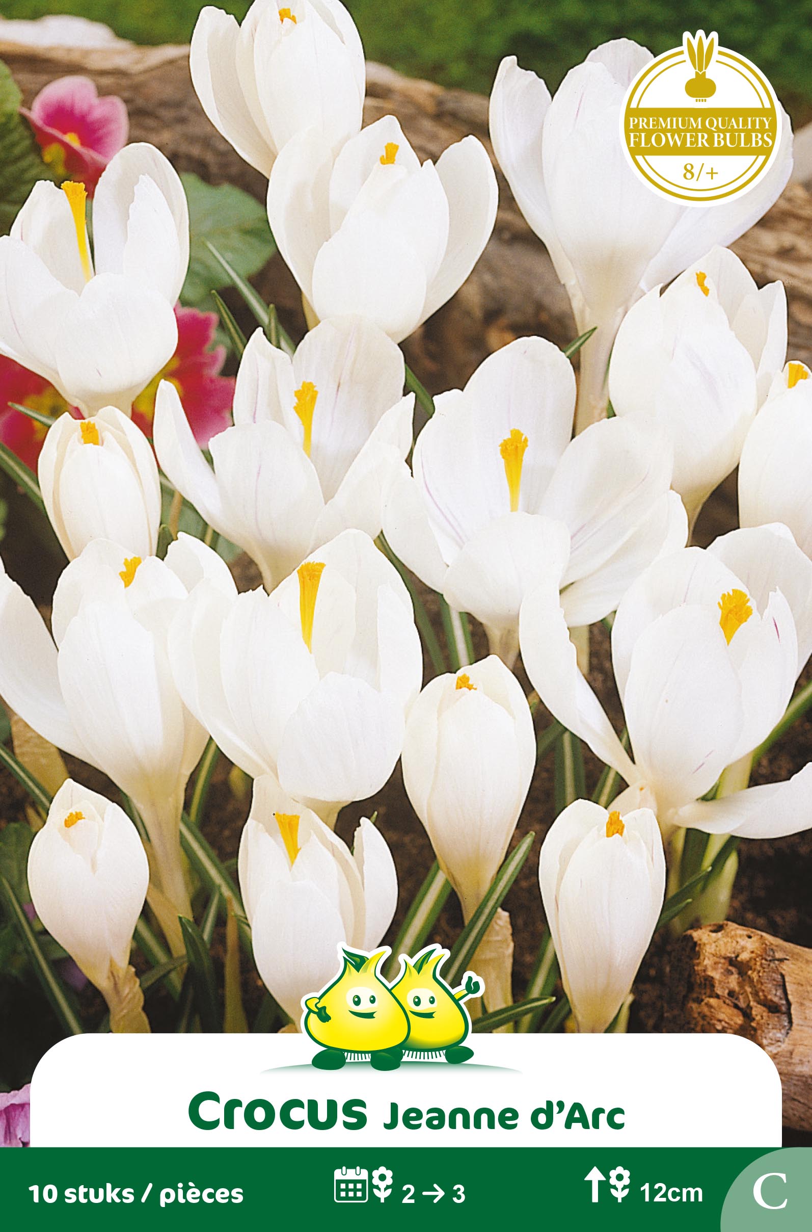 ZAKJES CROCUS WIT C