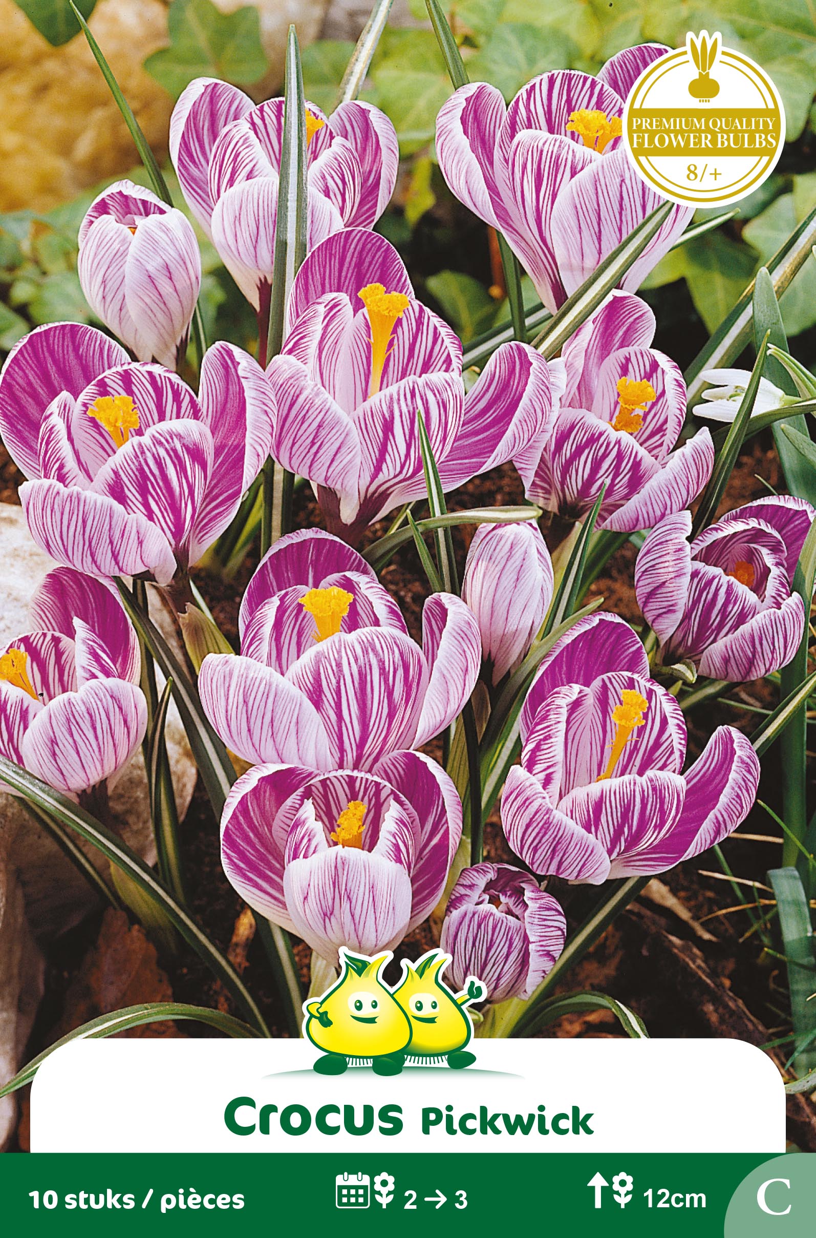 ZAKJES CROCUS PICKWICK C