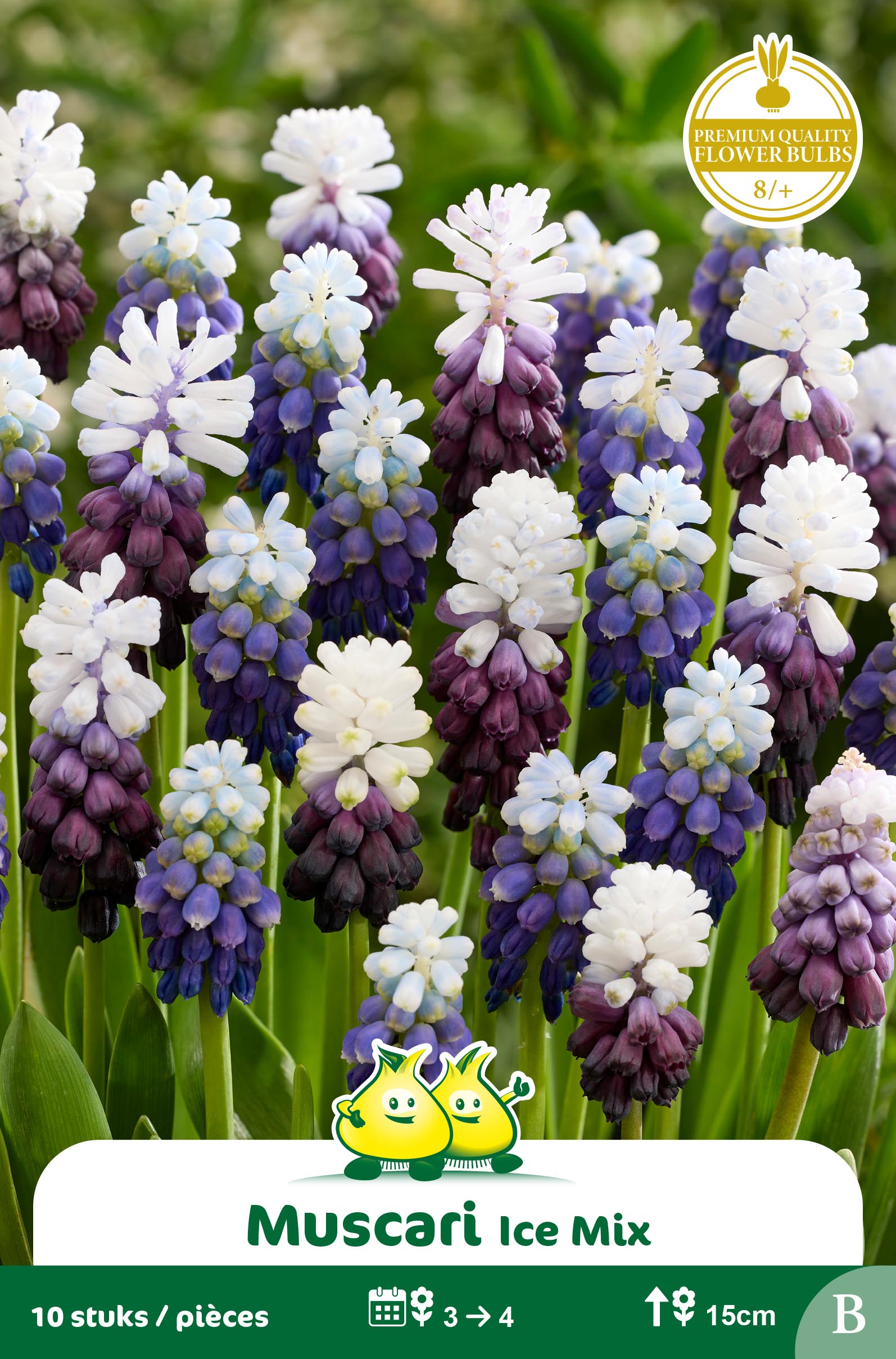 SACHET MUSCARI ICE MIX