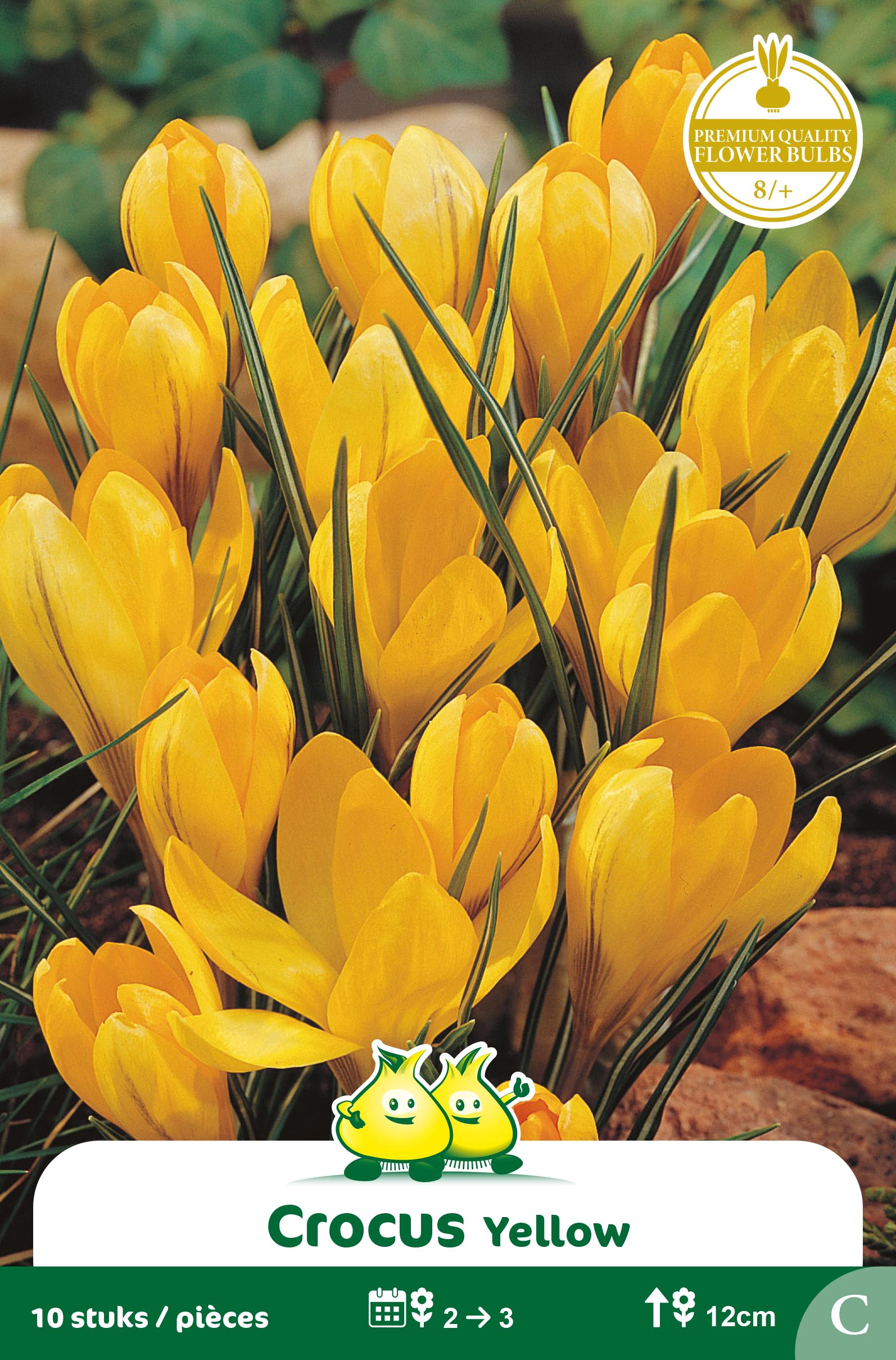 ZAKJES CROCUS GEEL C