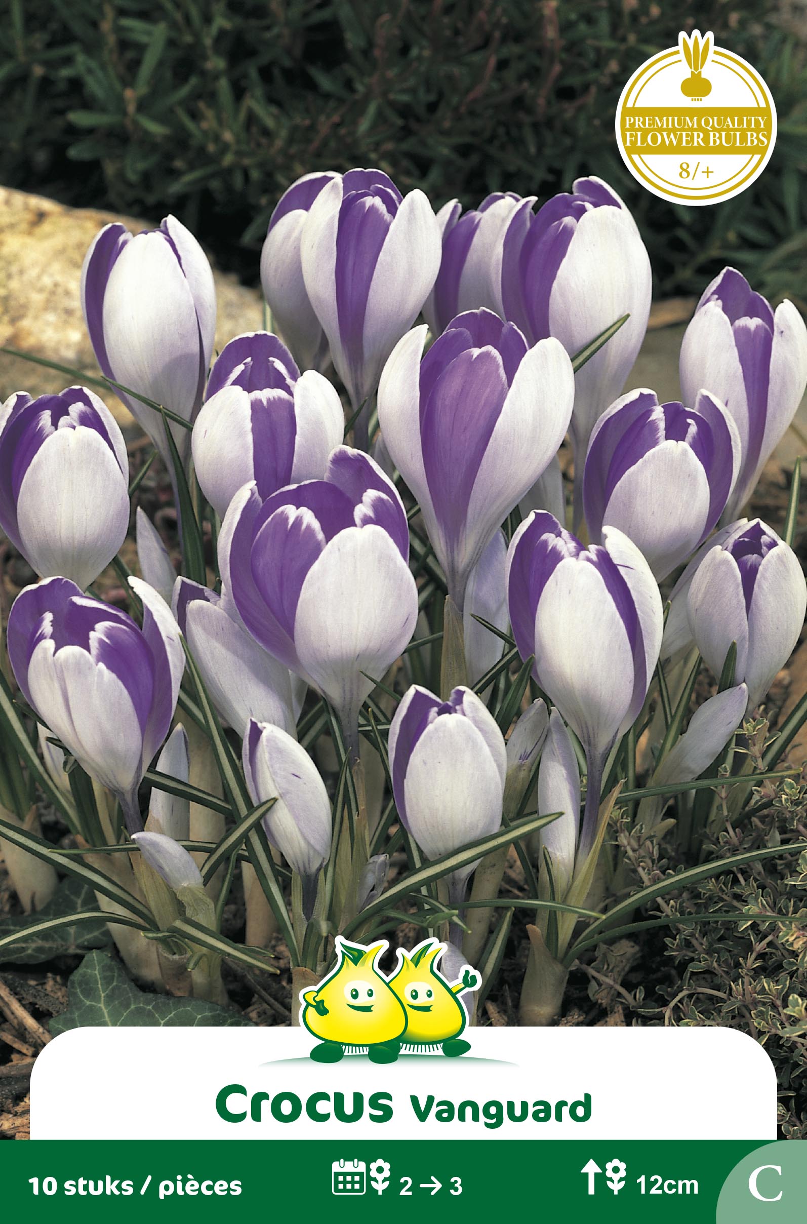 ZAKJES CROCUS VANGUARD C