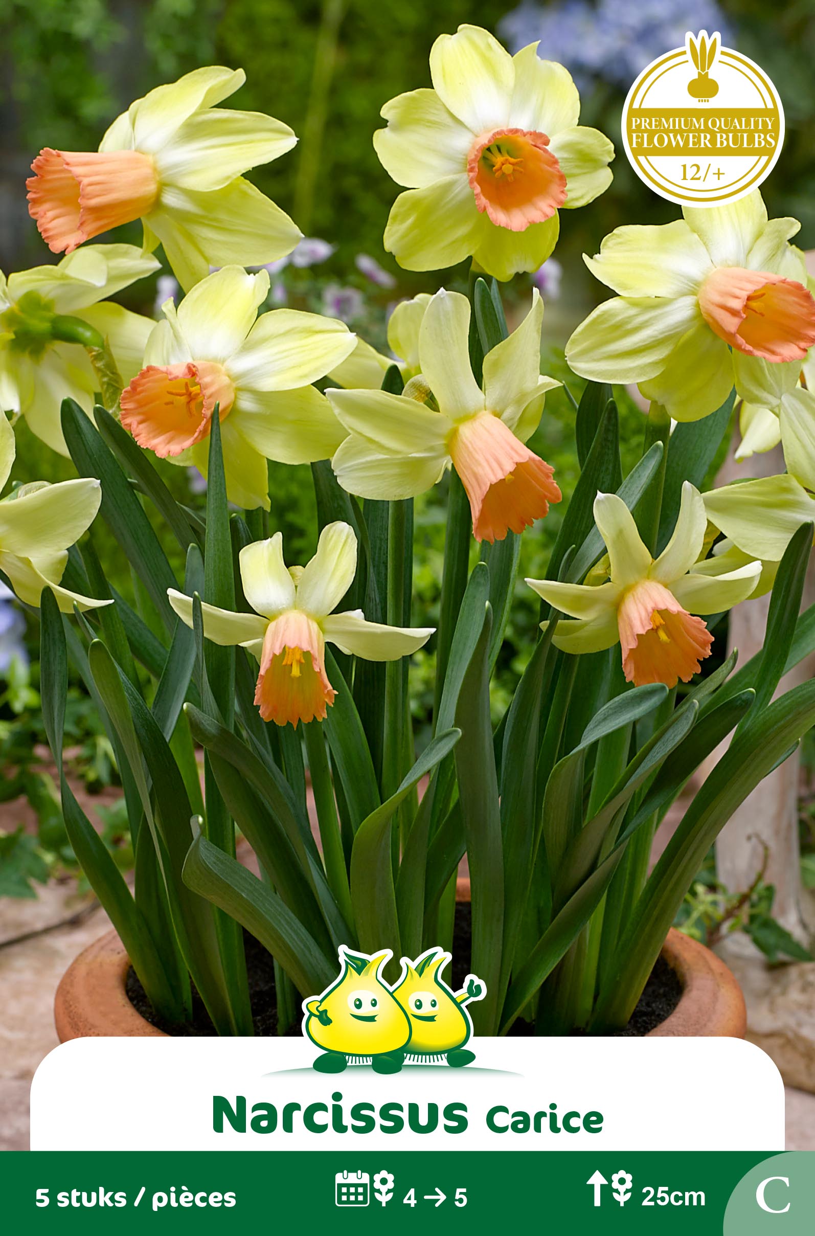 SACHET BOTANIQUE NARCIS CARICE