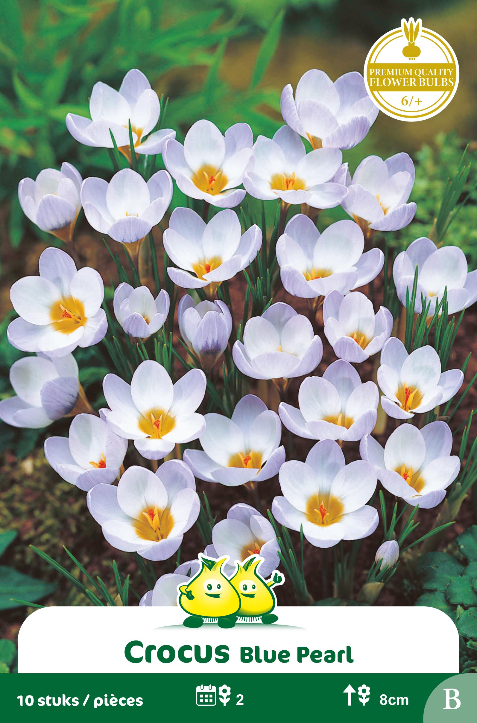 ZAKJES BOTANISCHE CROCUSSEN BLEU PEARL