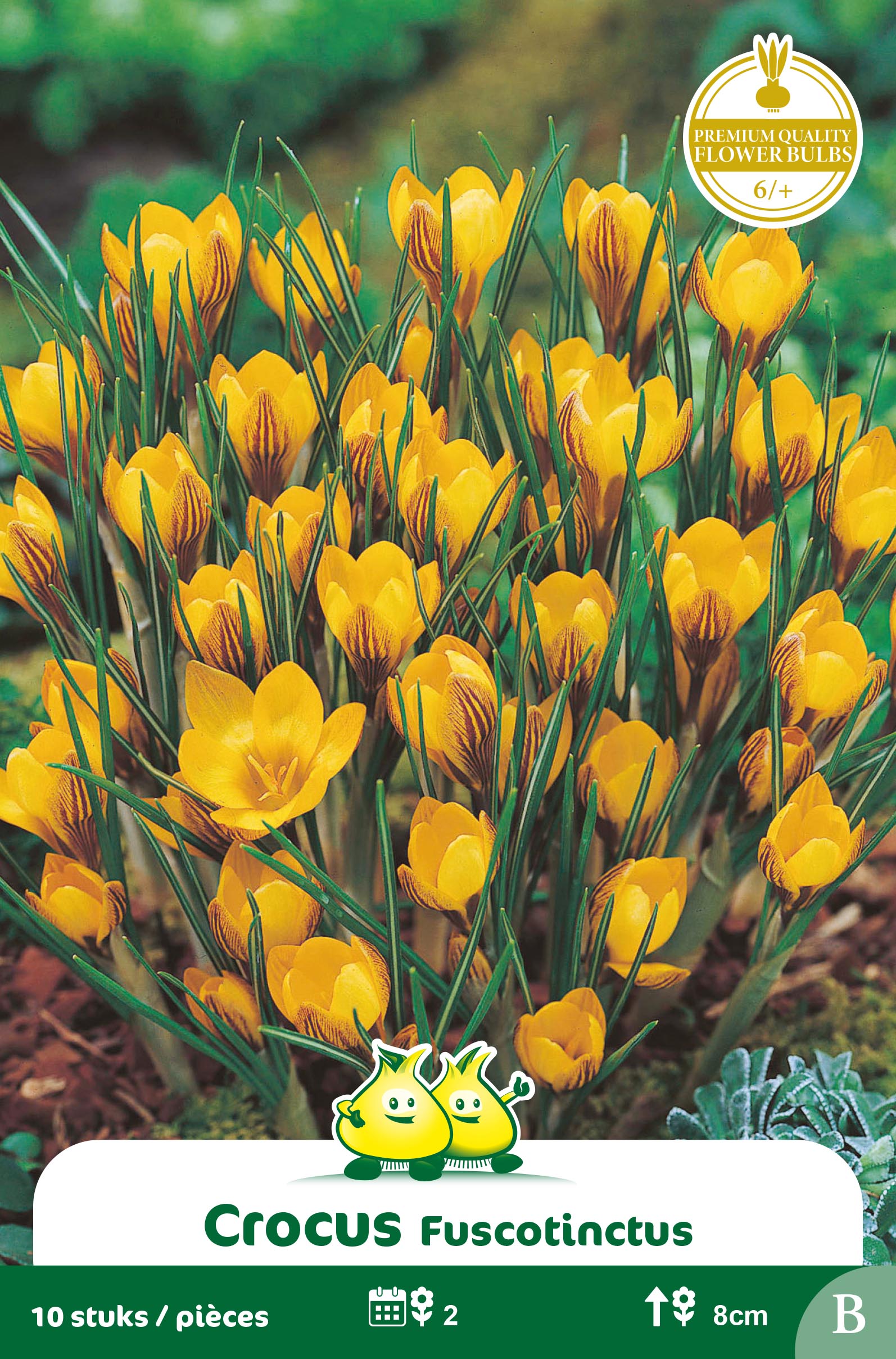 ZAKJES BOTANISCHE CROCUSSEN FUSCONTINCTUS