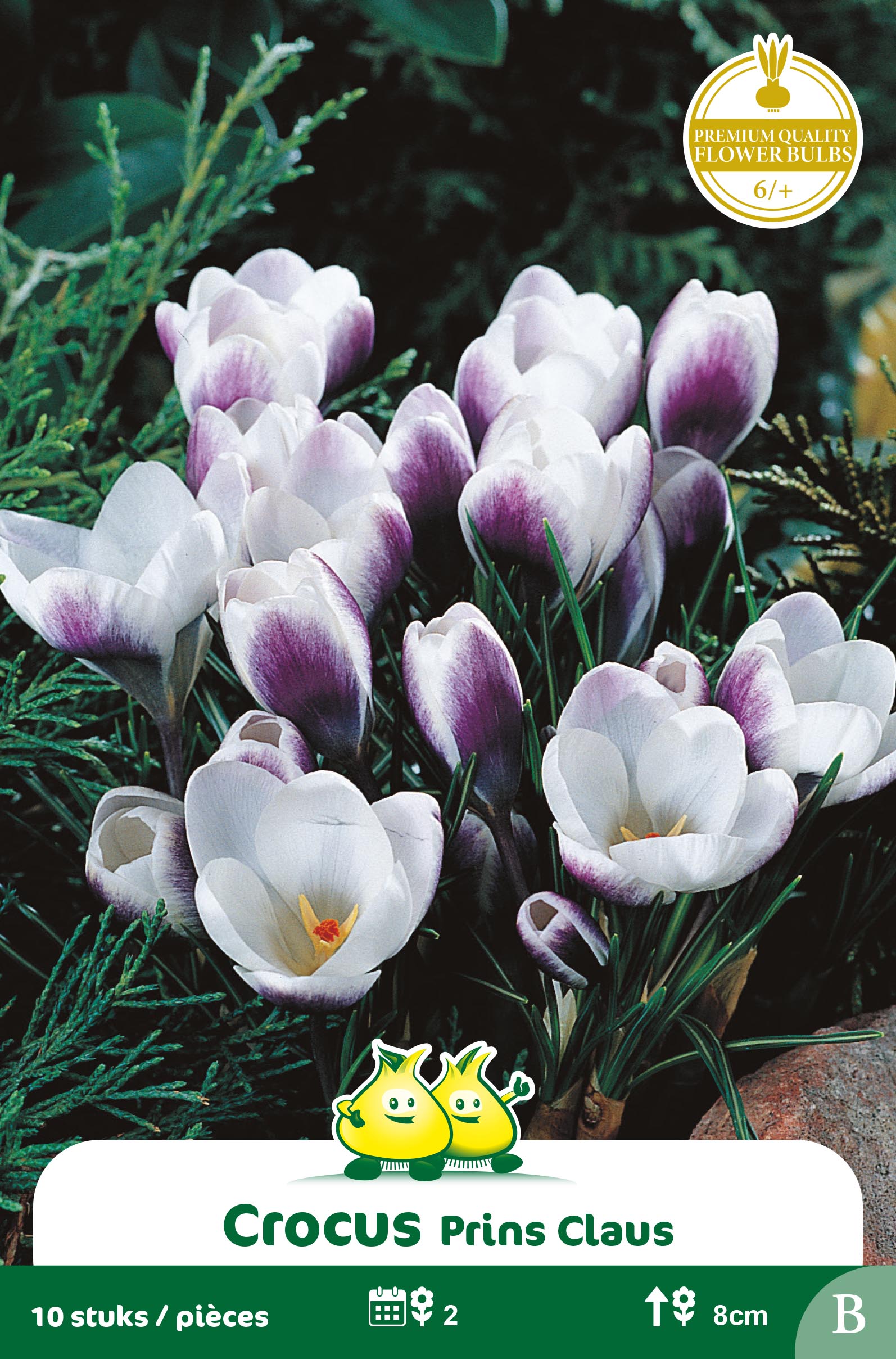 ZAKJES BOTANISCHE CROCUSSEN PRINS CLAUS B