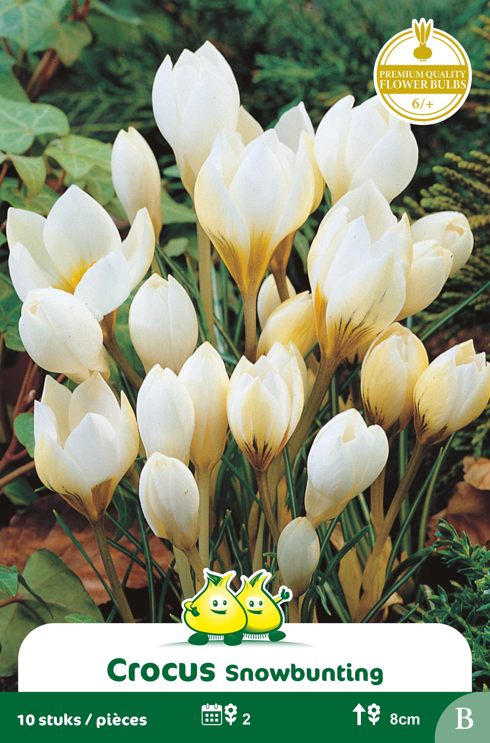 ZAKJES BOTANISCHE CROCUSSEN SNOWBUNTING B