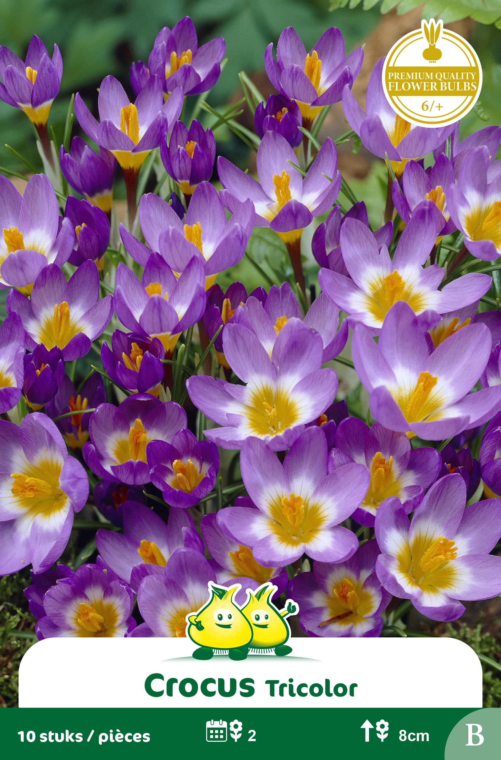 ZAKJES BOTANISCHE CROCUSSEN TRICOLOR