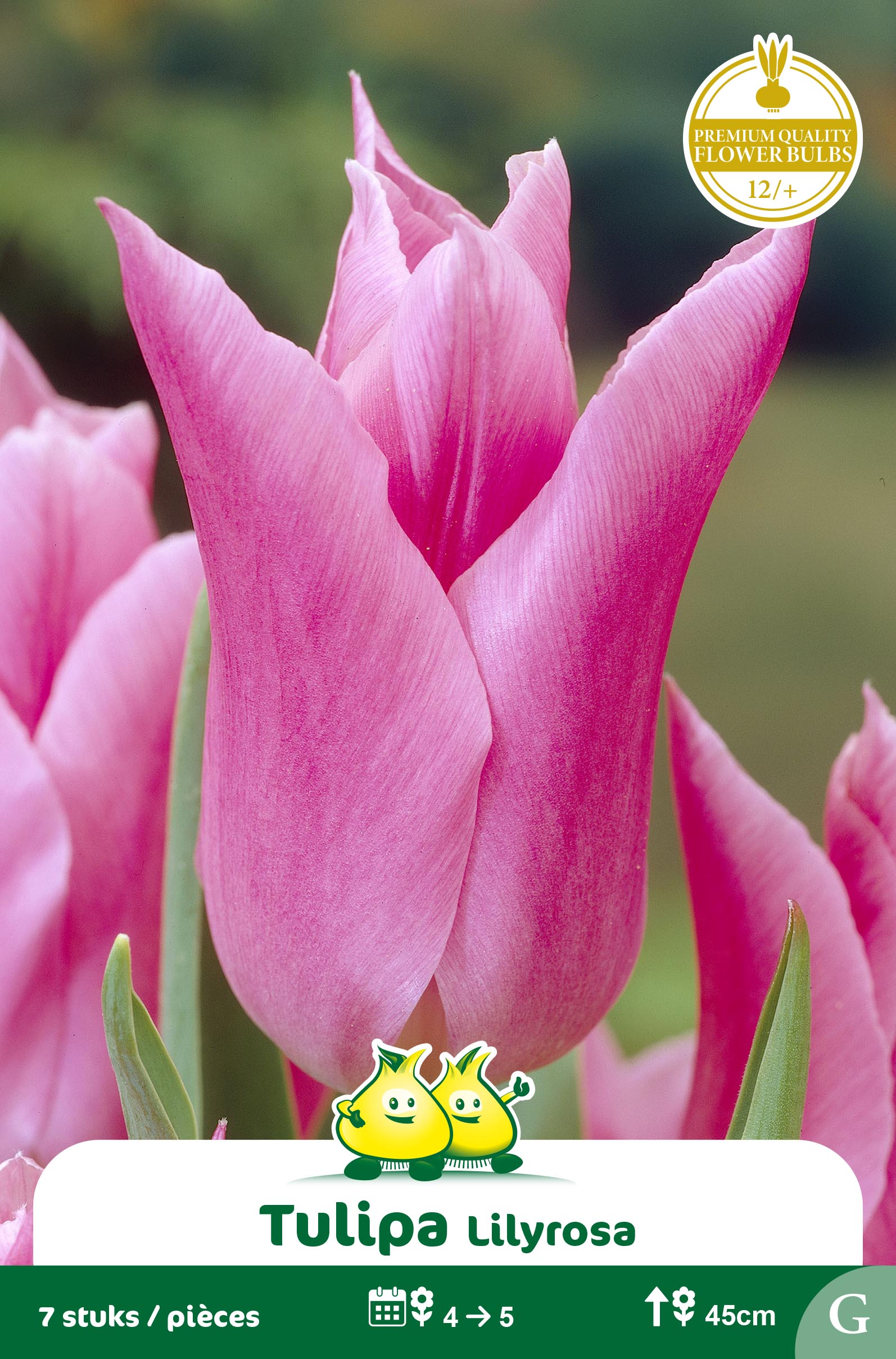 SACHET TULIPES FLEUR DE LIS LILYROSA