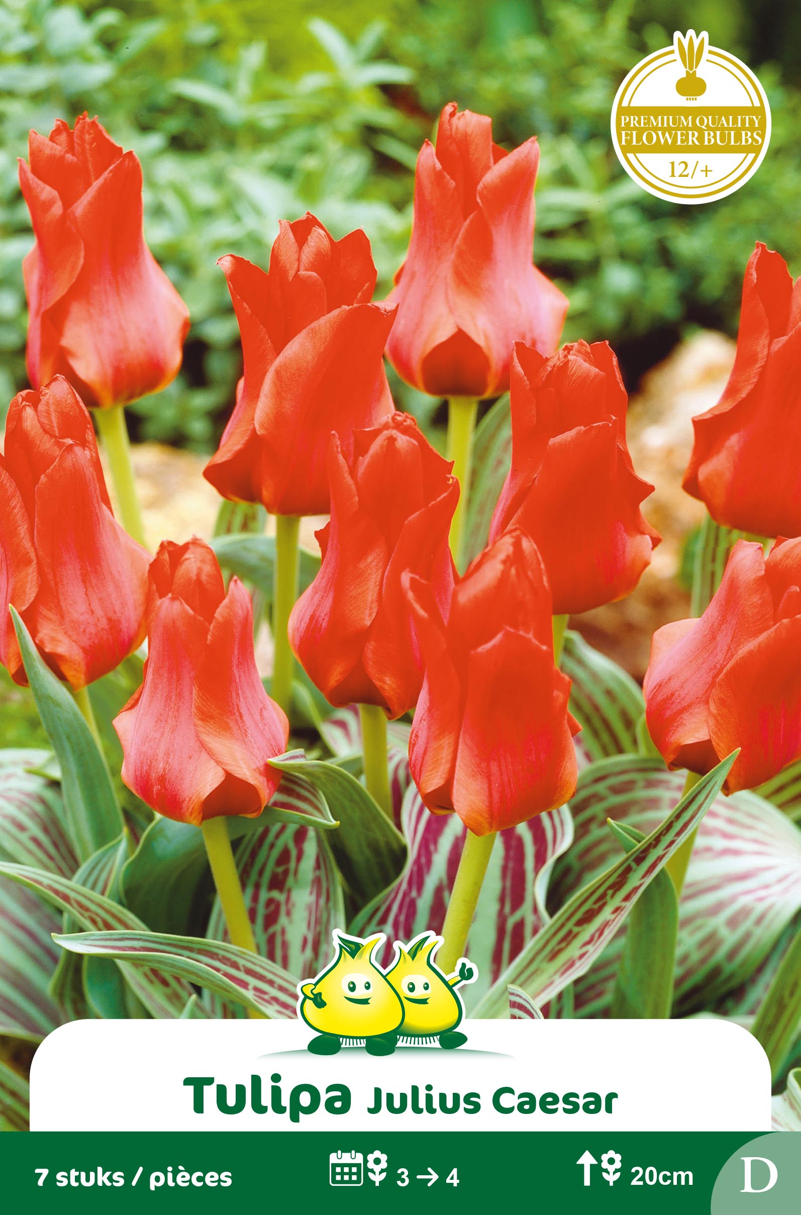 SACHET TULIPES GREGII JULIUS CAESAR