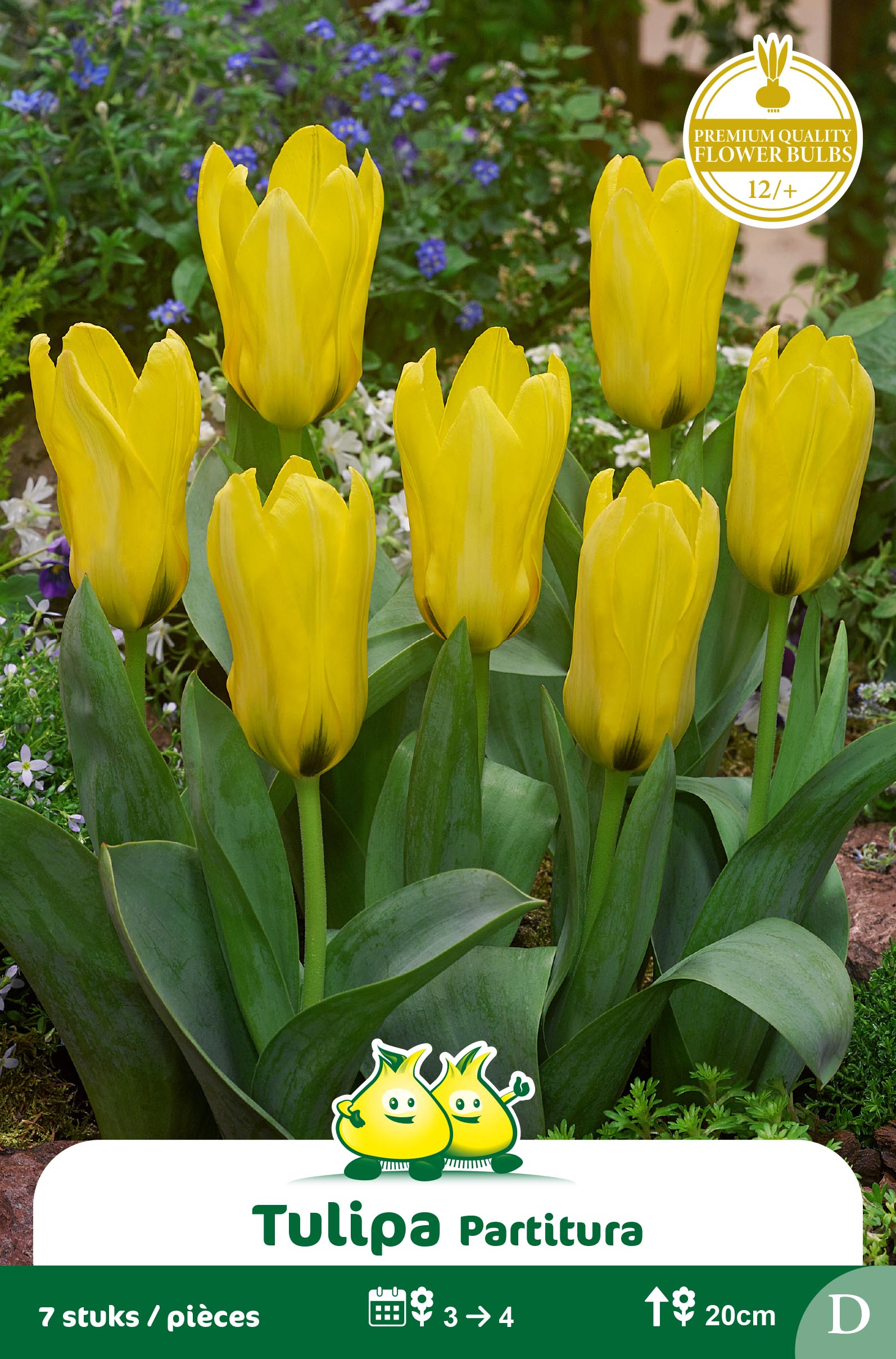 SACHET TULIPES KAUFMANNIANA PARTITURA