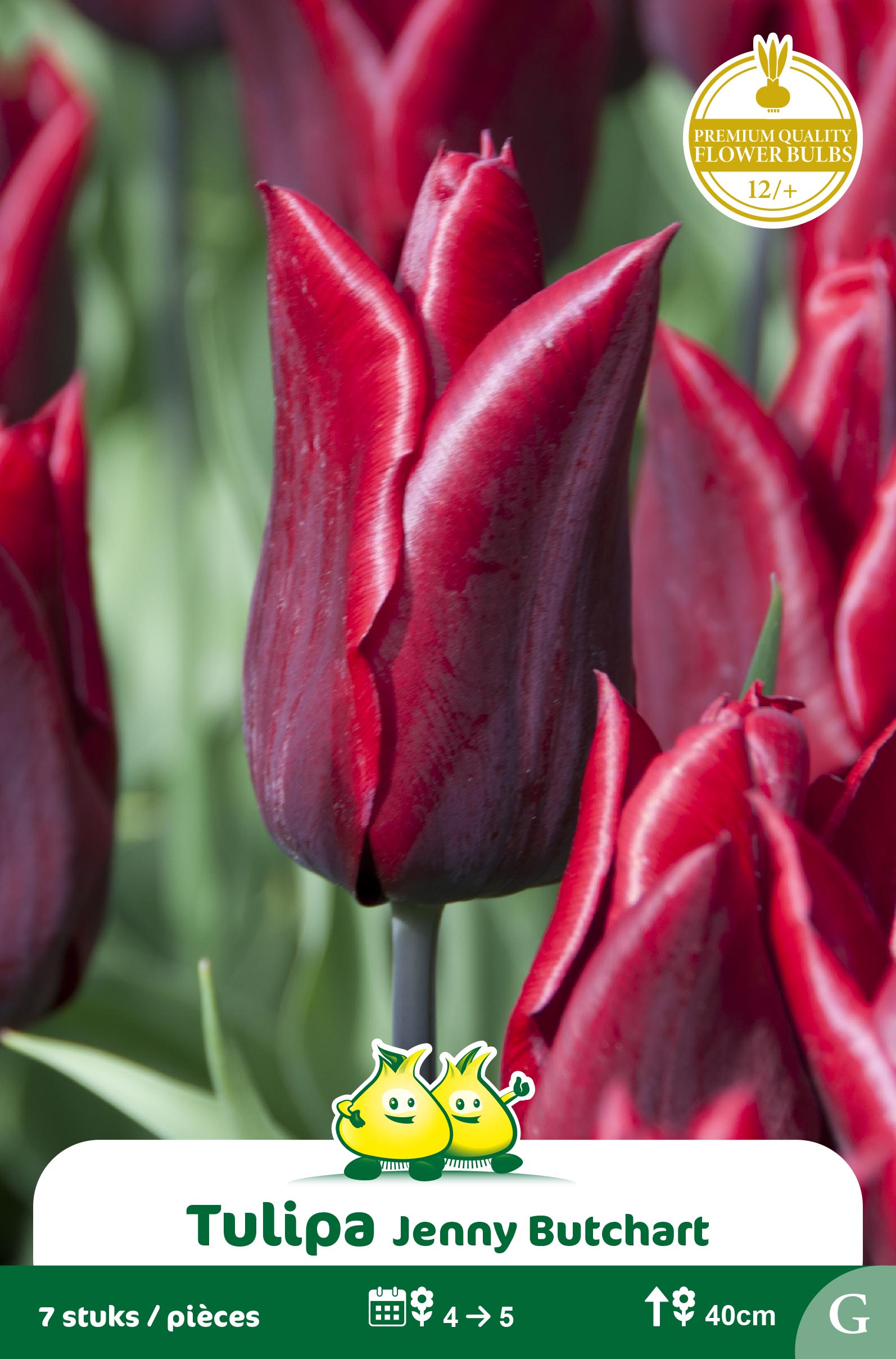 SACHET TULIPES FLEUR DE LIS JENNY BUTCHART