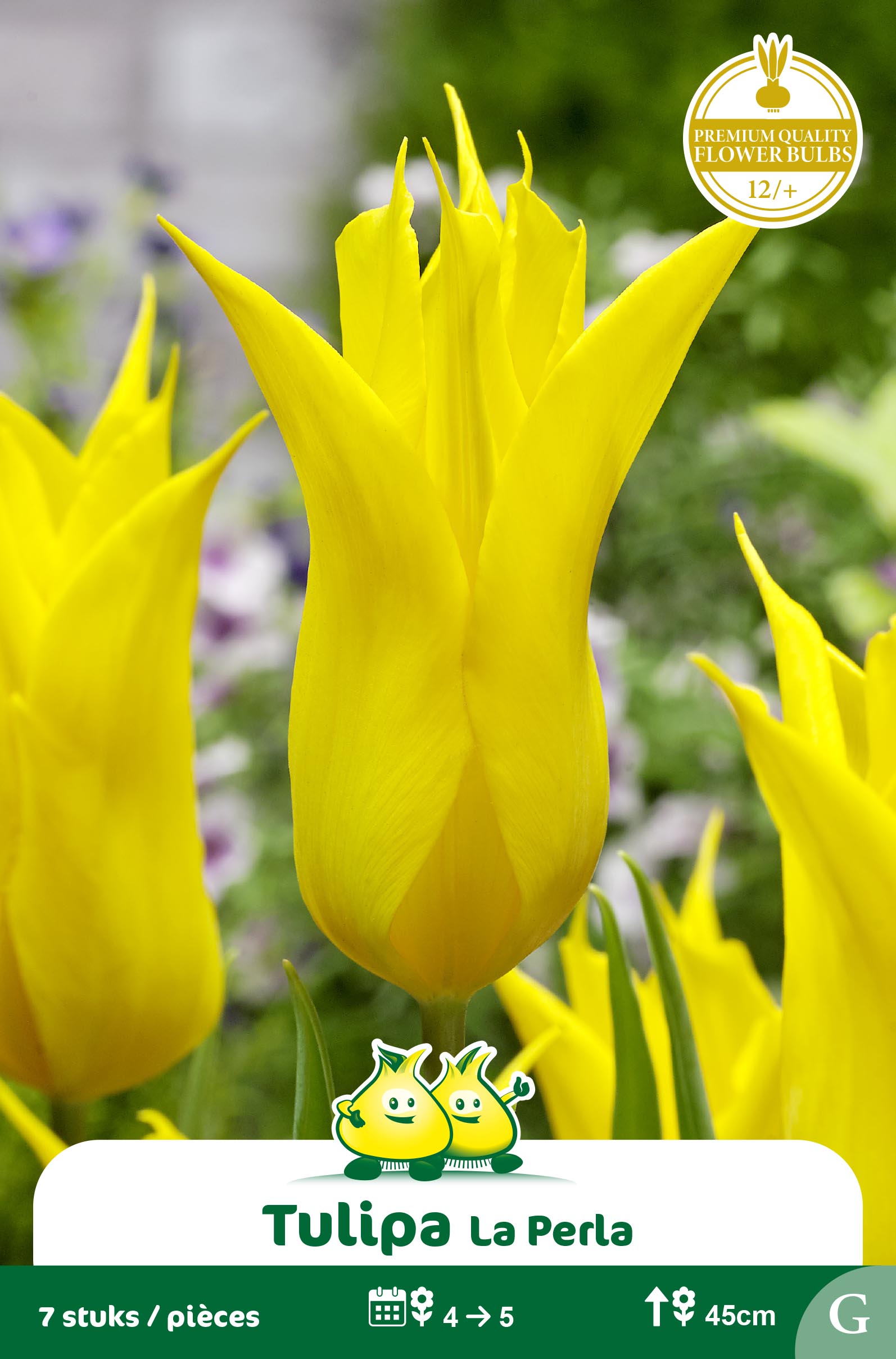 SACHET TULIPES FLEUR DE LIS LA PERLA