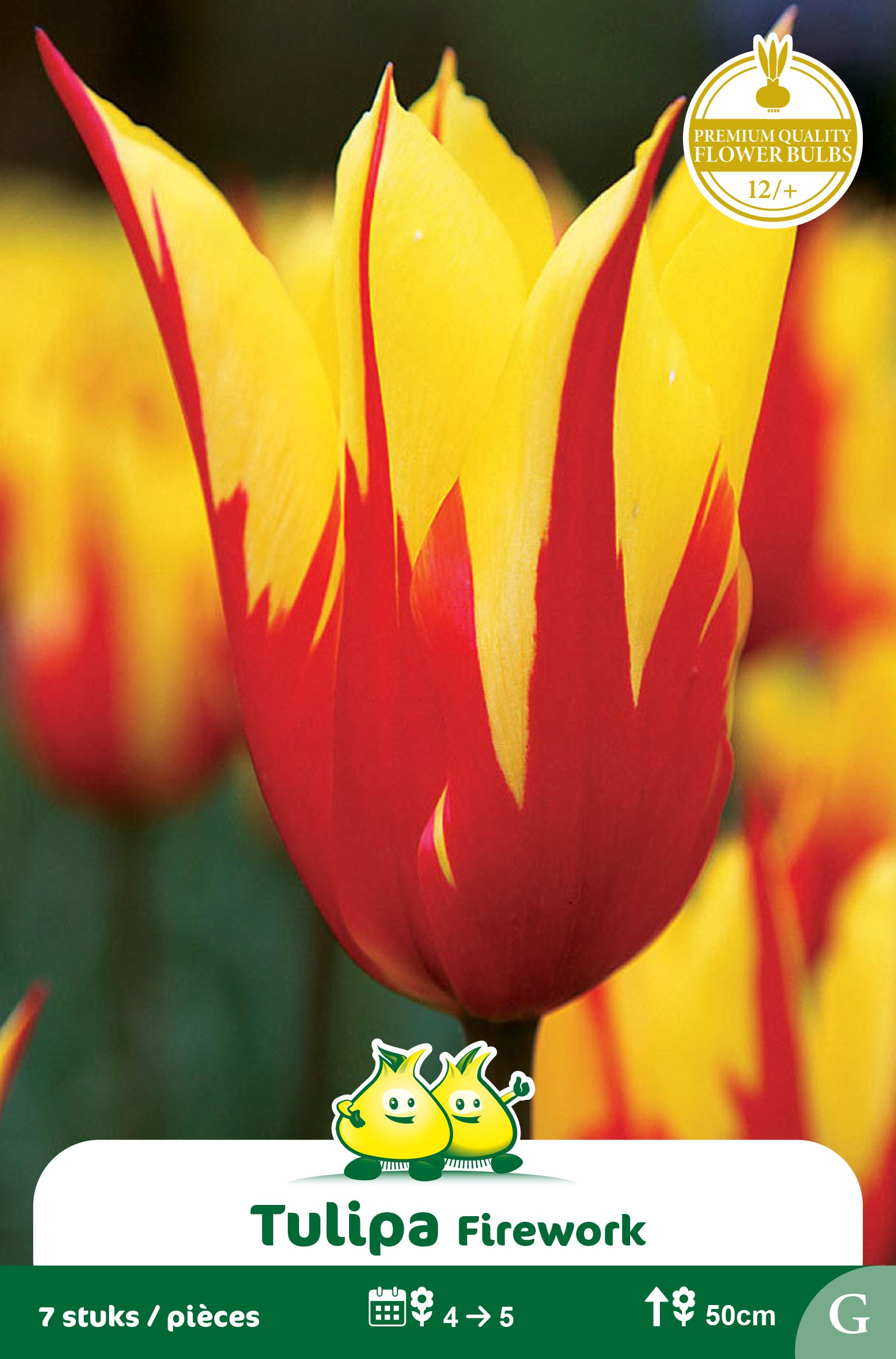 SACHET TULIPES FLEUR DE LIS FIREWORK