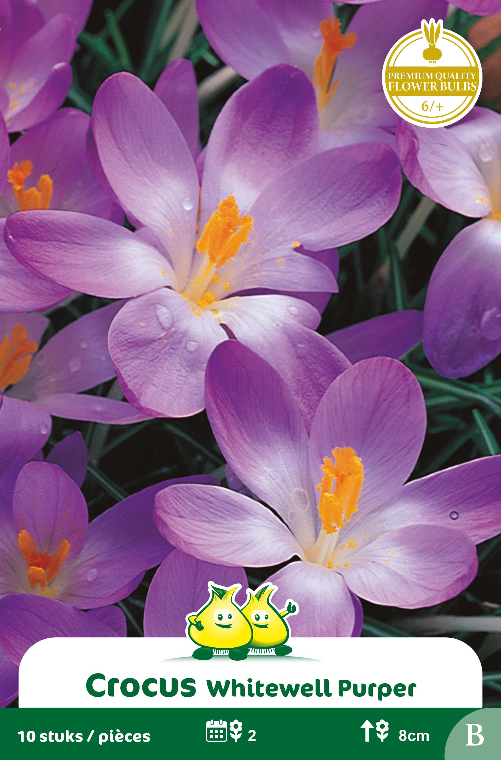 ZAKJES BOTANISCHE CROCUS WHITEWELL PURPER B