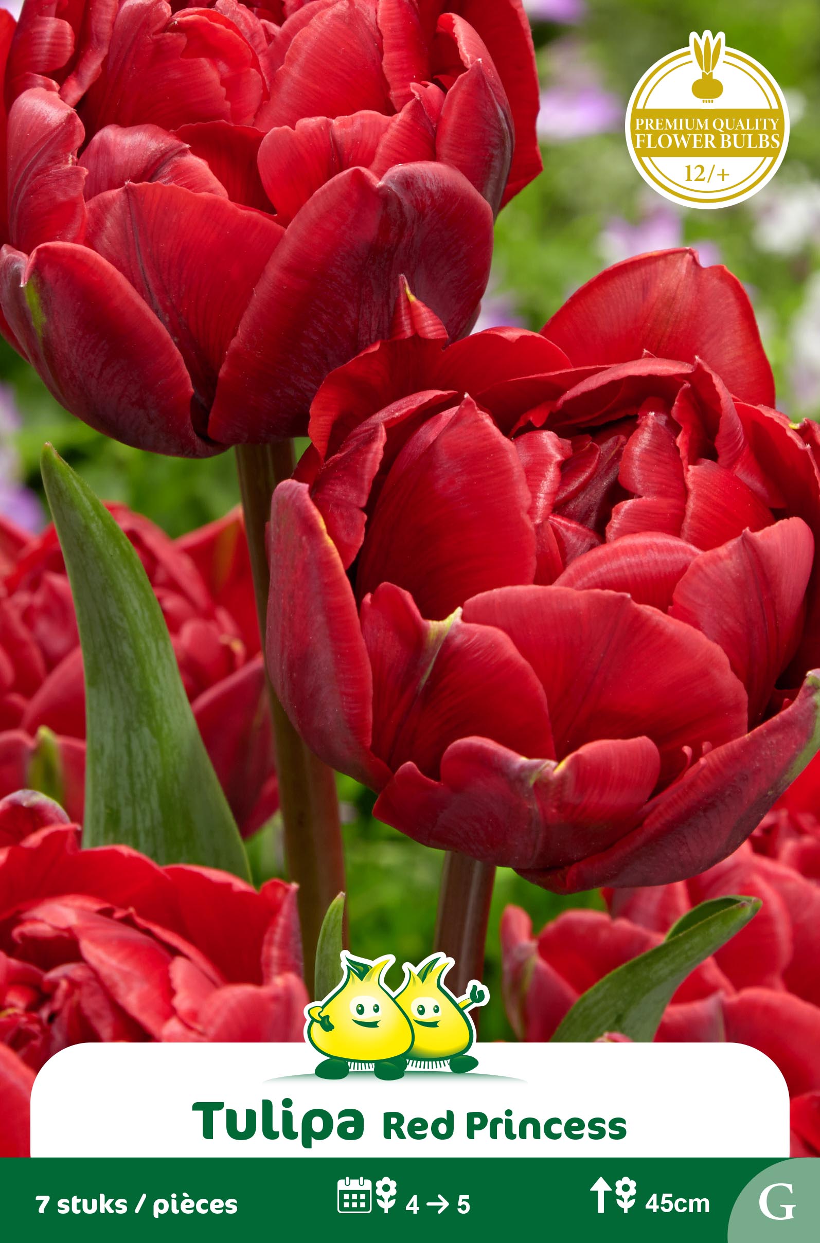SACHET TULIPES DOUBLE RED PRINCESS