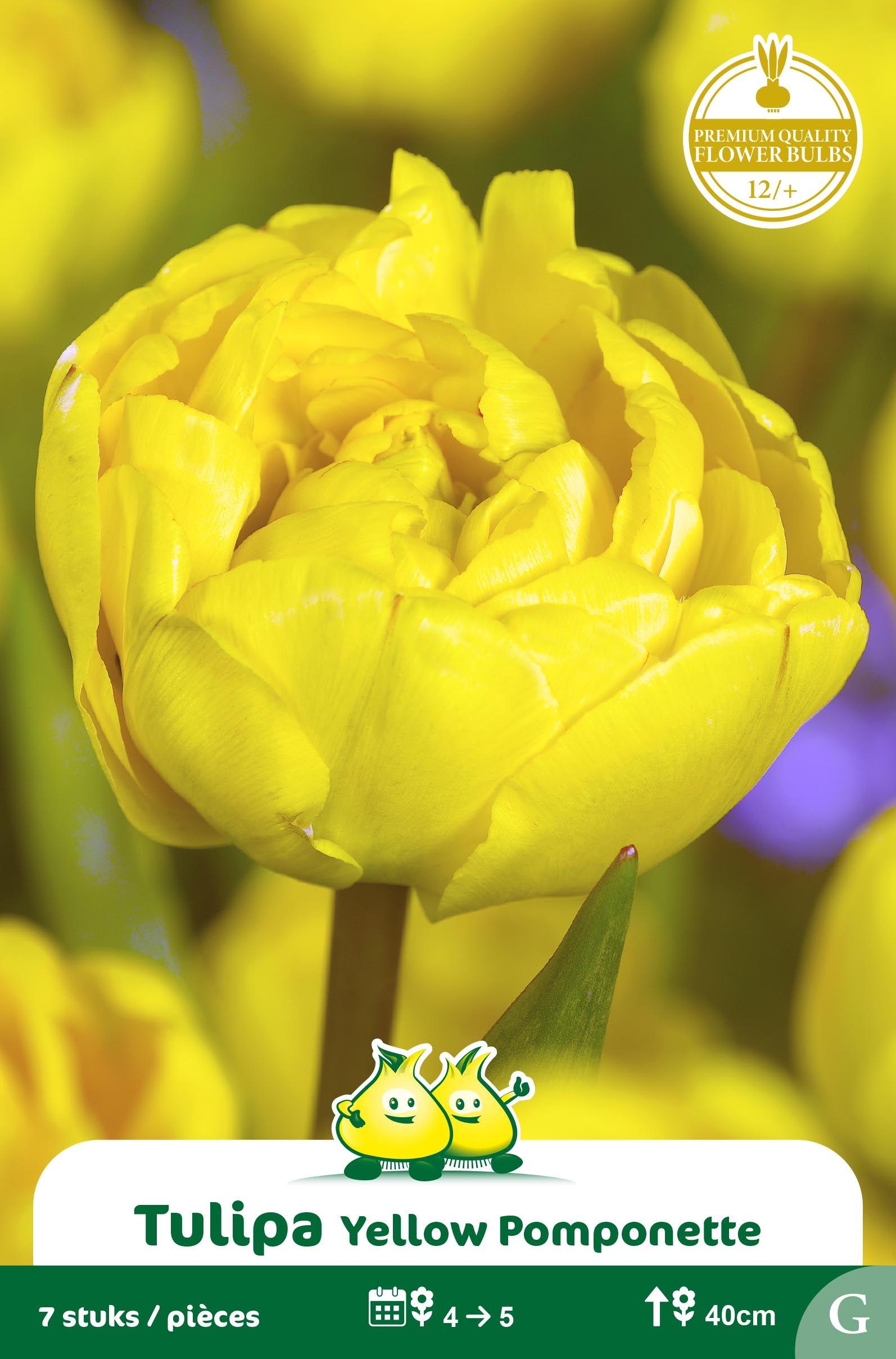 SACHET TULIPES DOUBLE YELLOW POMPONETTE