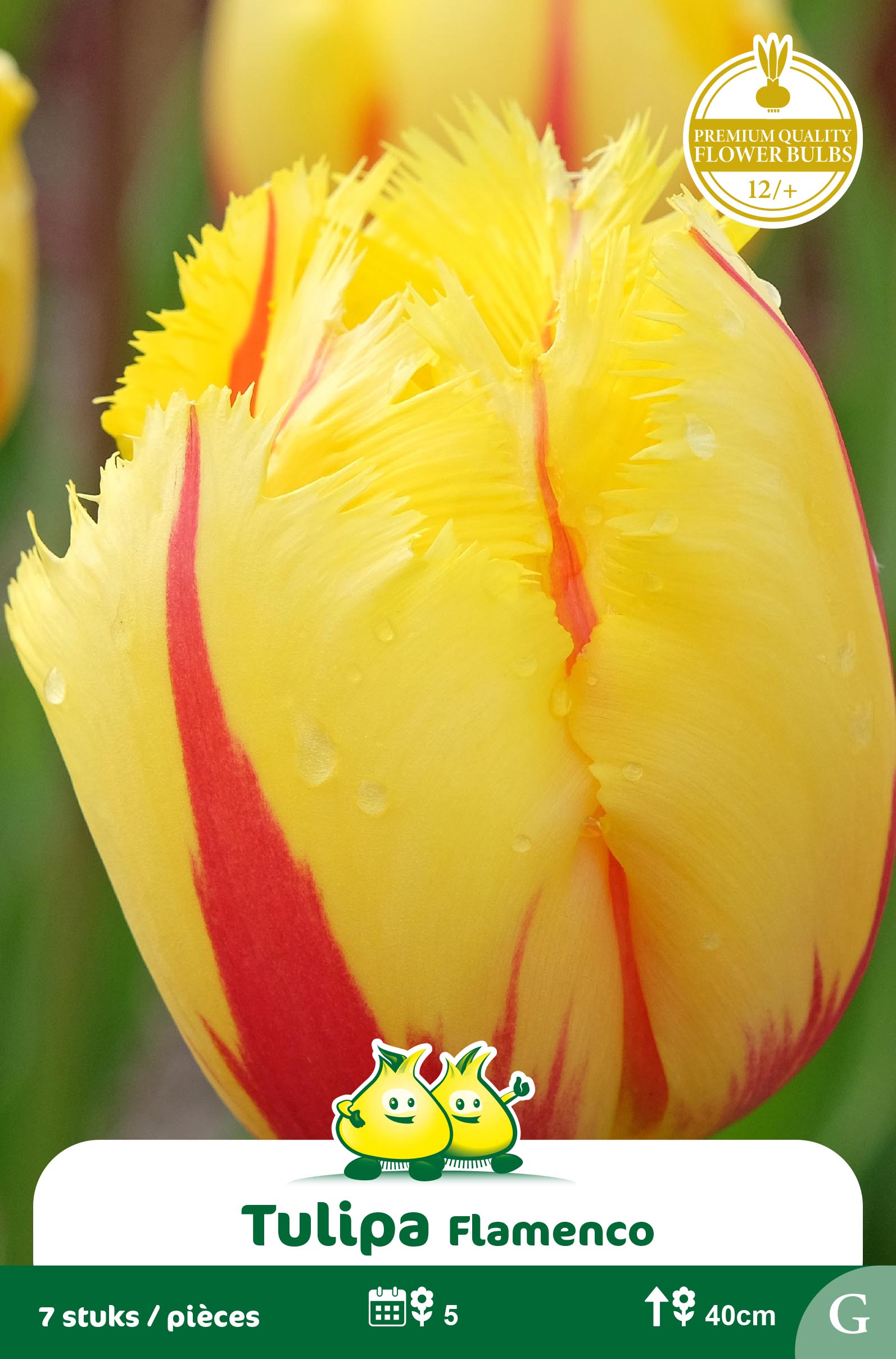 SACHET TULIPE FRISEE FLAMENCO