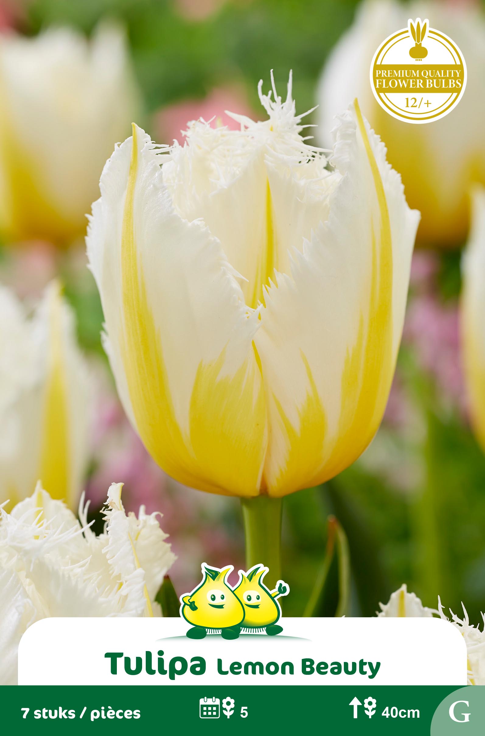 SACHET TULIPES FRISEE LEMON BEAUTY
