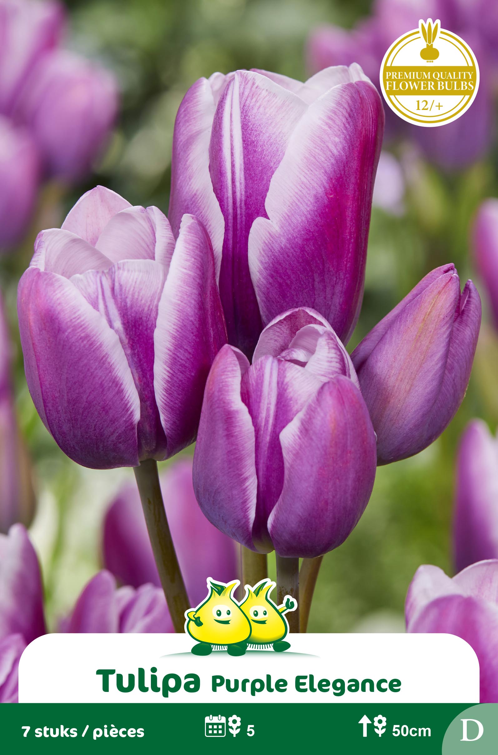 SACHET TULIPES BOUQUET PURPLE ELEGANCE