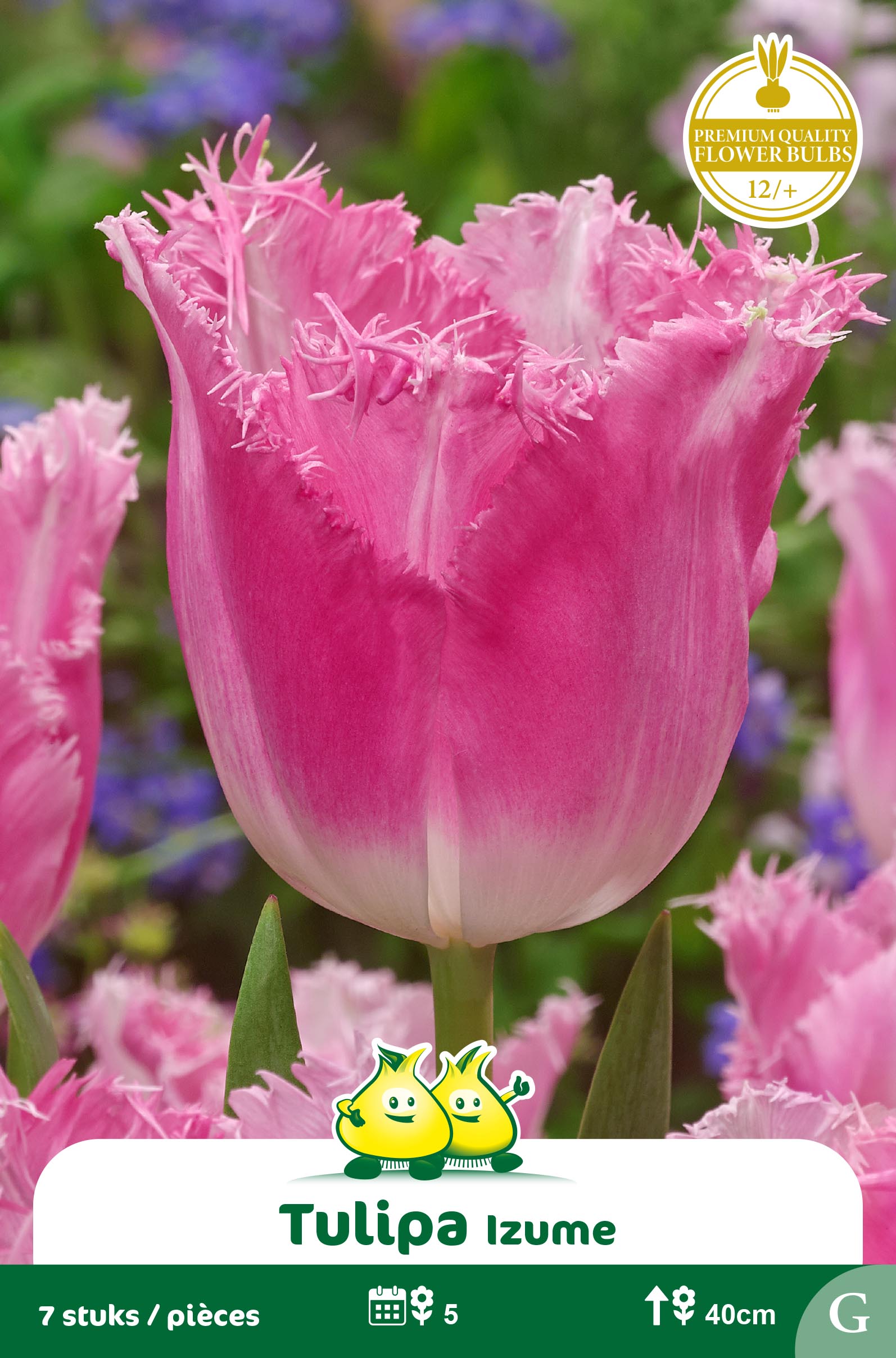 ZAKJES GEFRANJERDE TULPEN IZUME