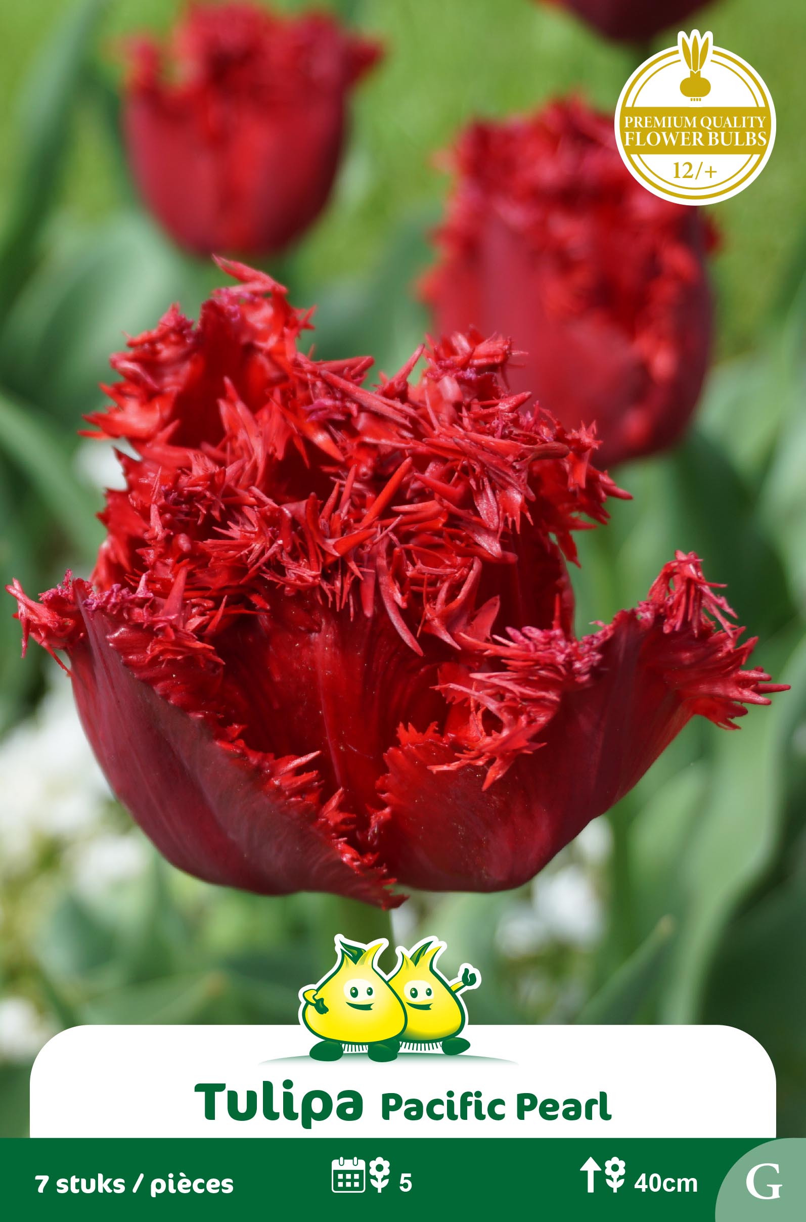 SACHET TULIPES FRISEE PACIFIC PEARL