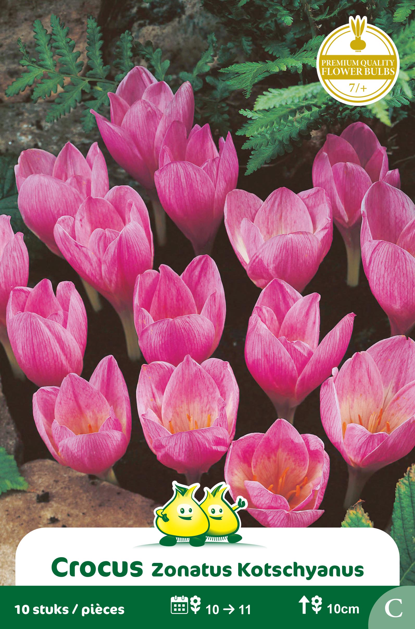 SACHET CROCUS ZONATUS C