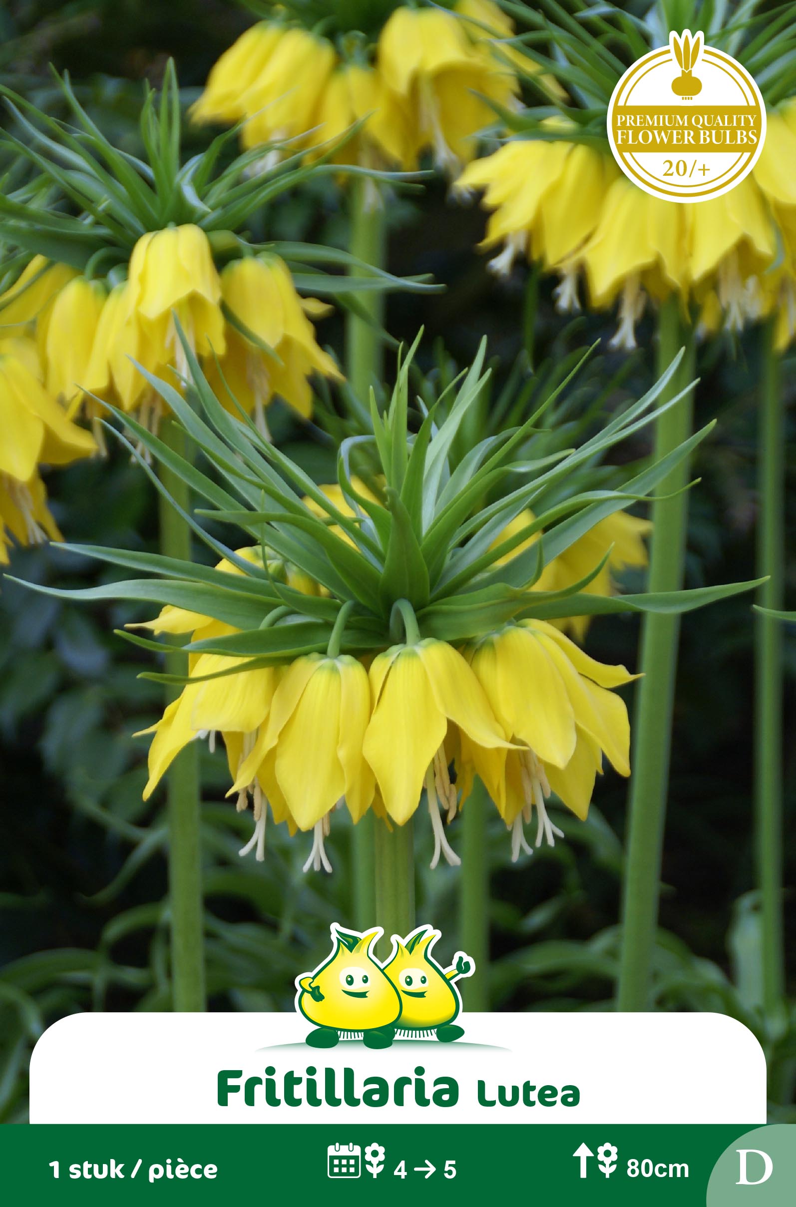 ZAKJES FRITULLARIA LUTEA - GEEL G