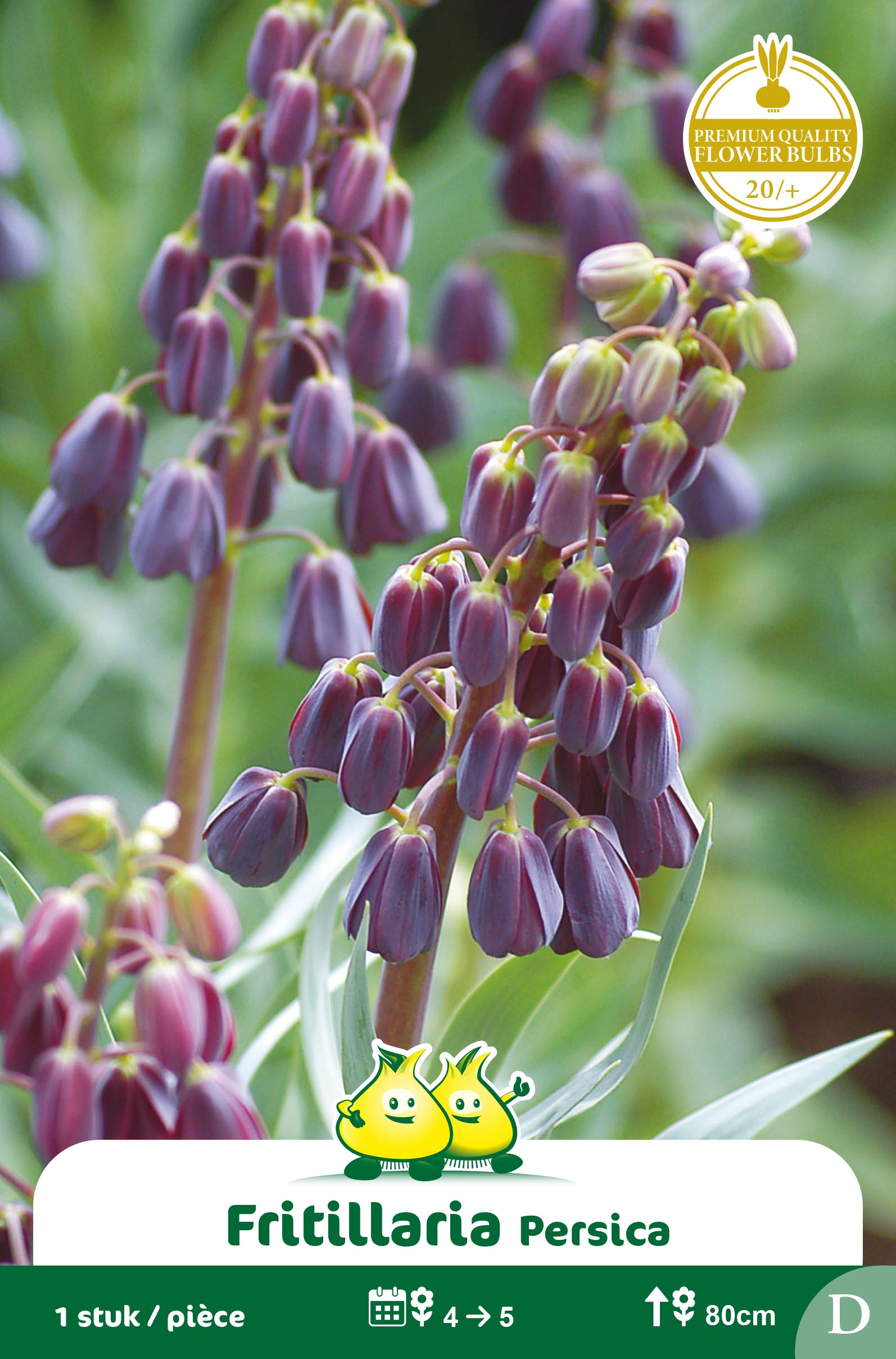 ZAKJES FRITULLARIA PERSICA G