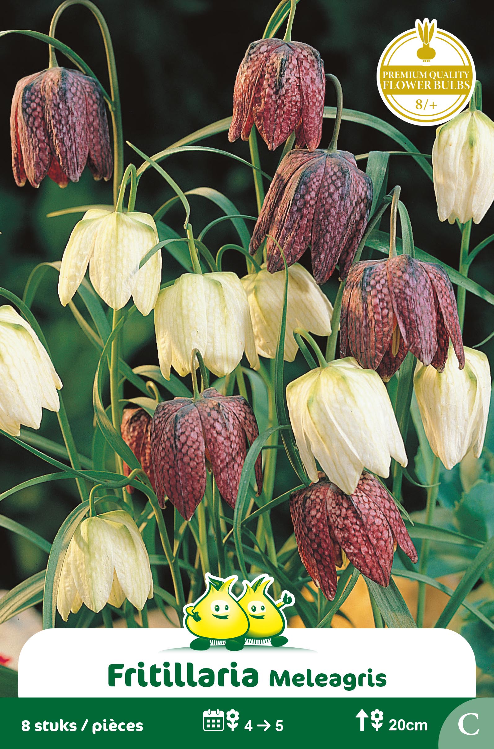 SACHET FRITULLARIA MELEAGRIS C