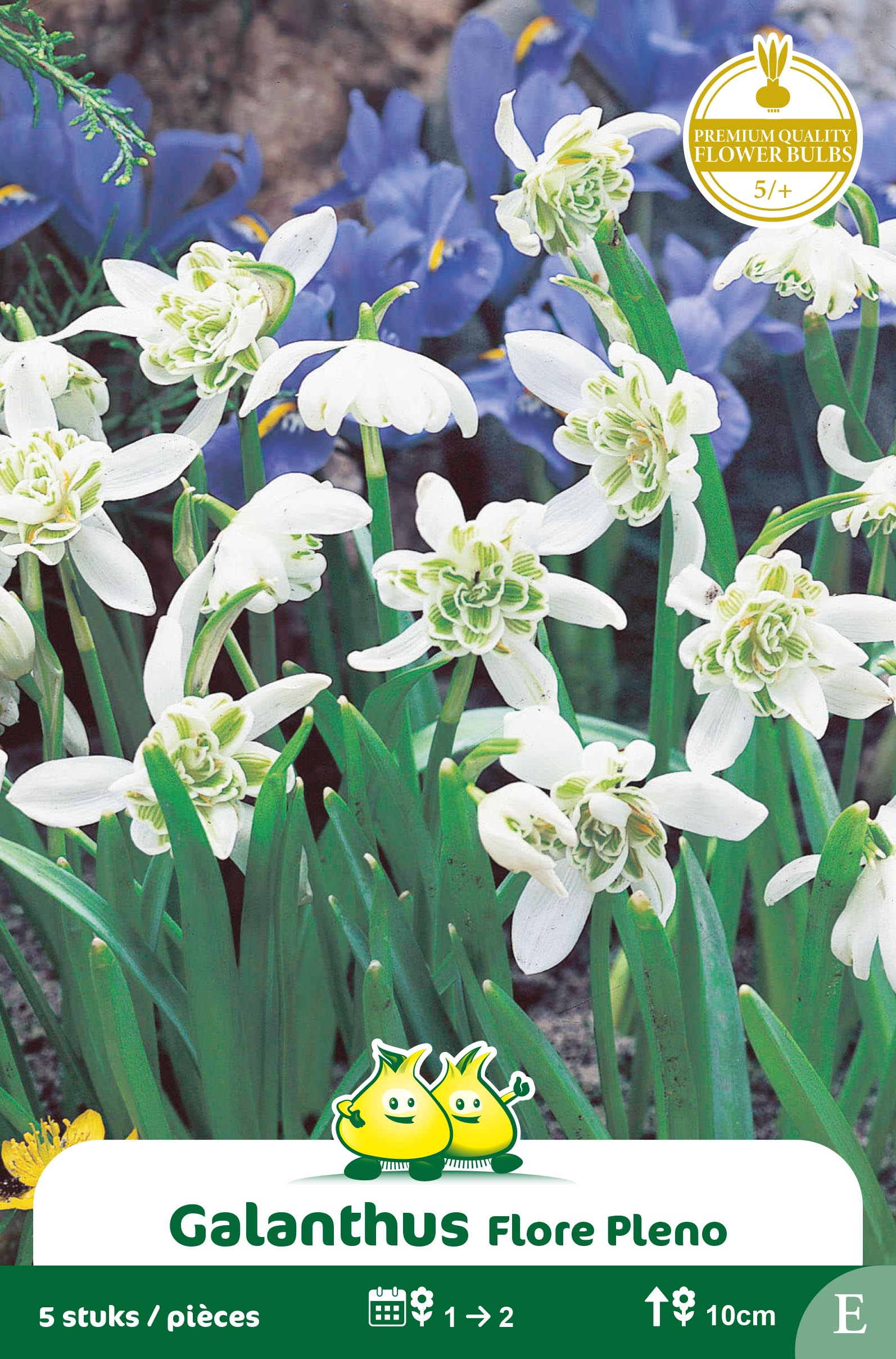 ZAKJES GALANTHUS FLORE PLENO E