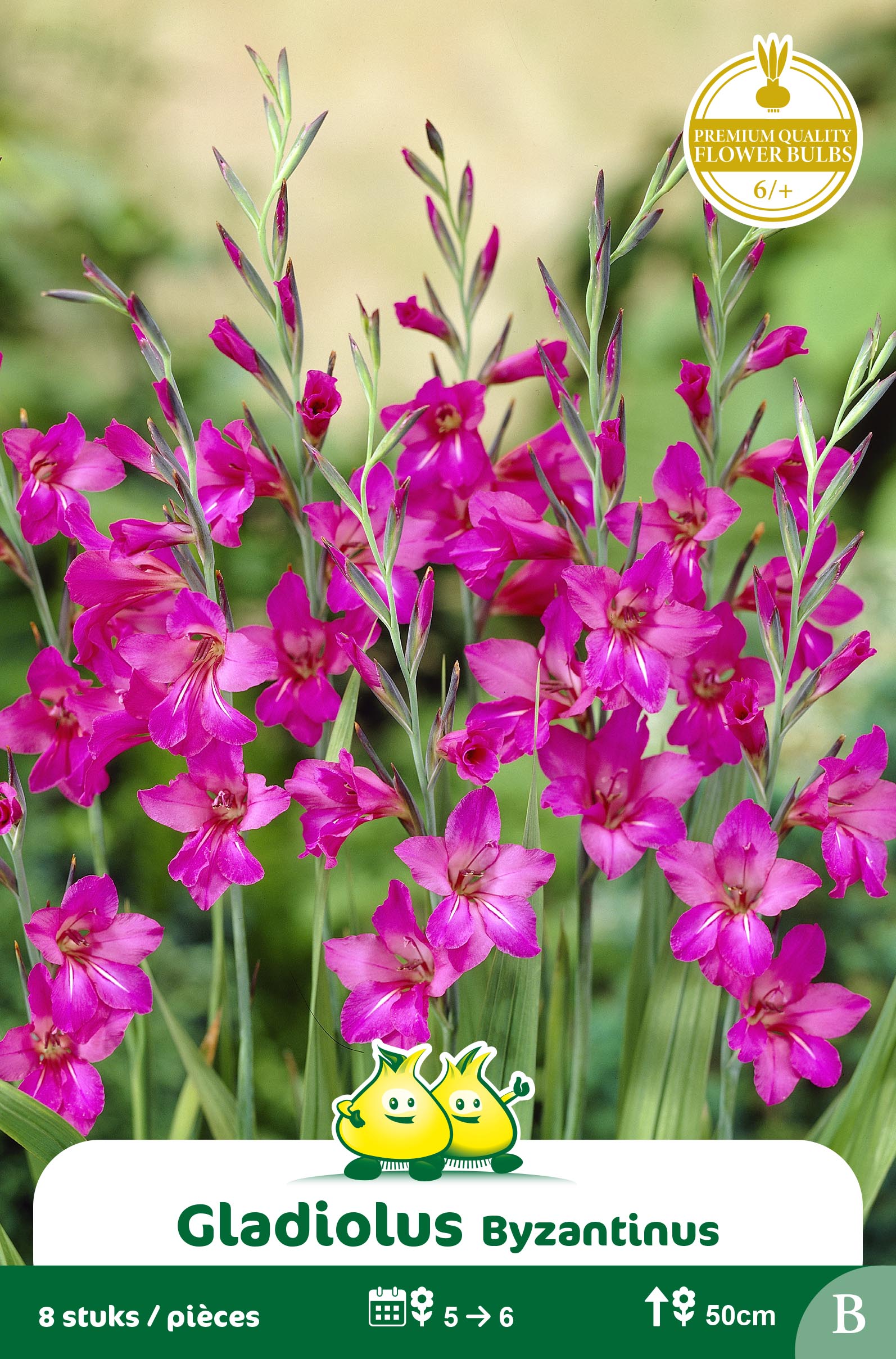SACHET GLADIOLUS BYZANTINUS