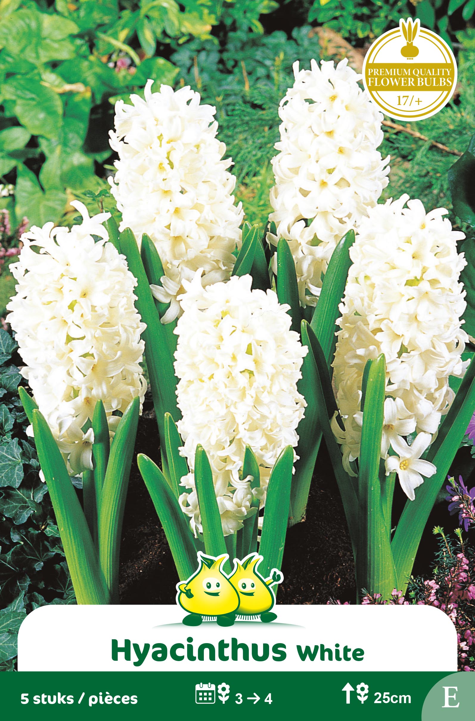 SACHET JACINTHES WIT -BLANC CARNEGIE E