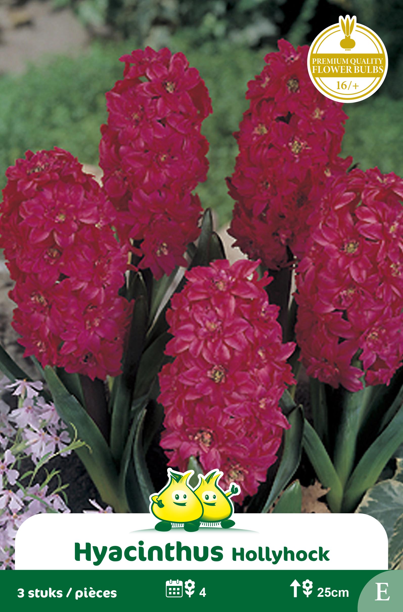 SACHET JACINTHES HOLLYHOCK E