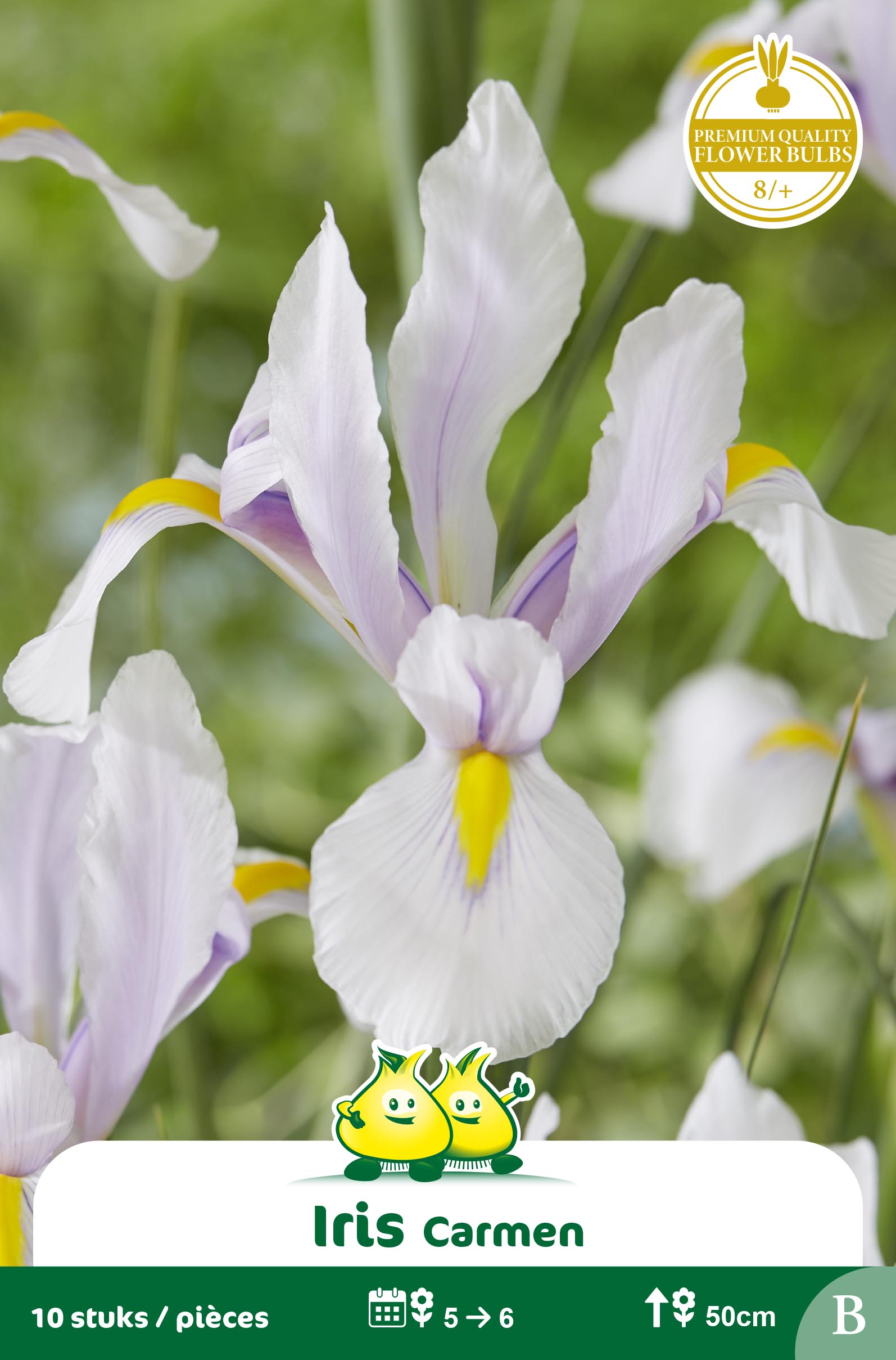 SACHET IRIS CARMEN B