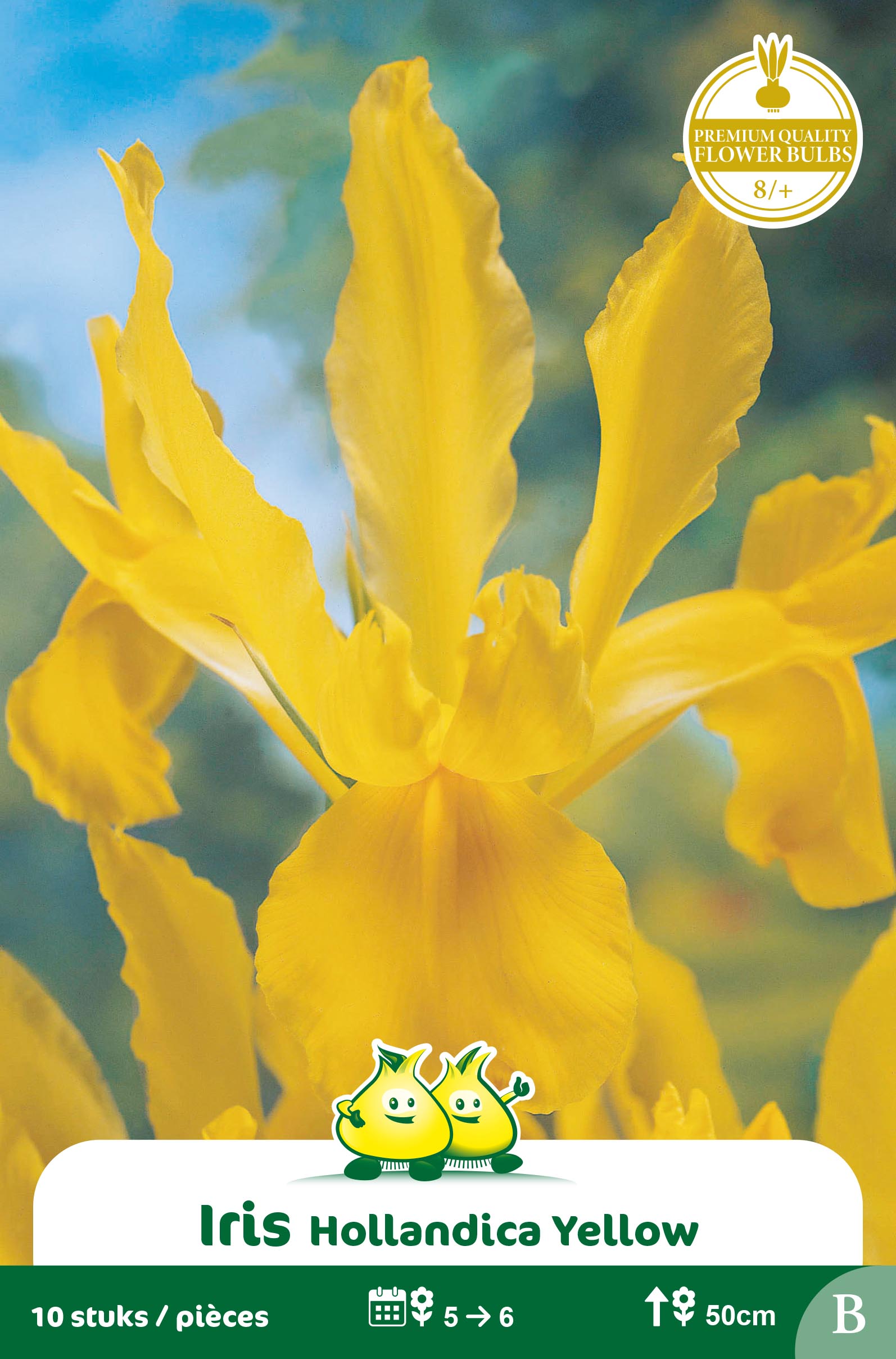 SACHET IRIS GOLDEN HARVEST B