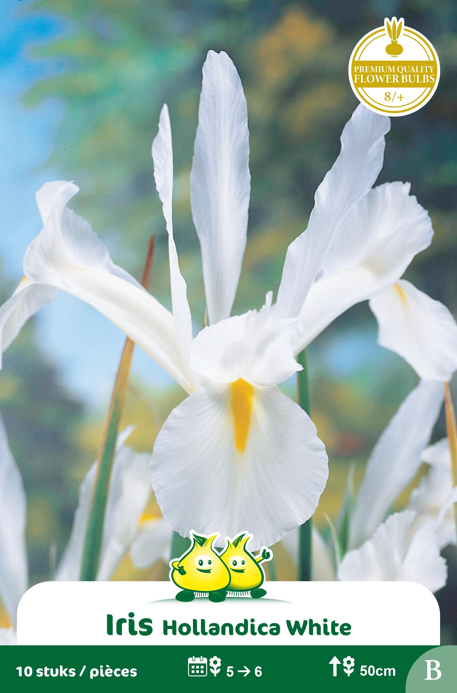 SACHET IRIS WHITE EXCELSIOR B