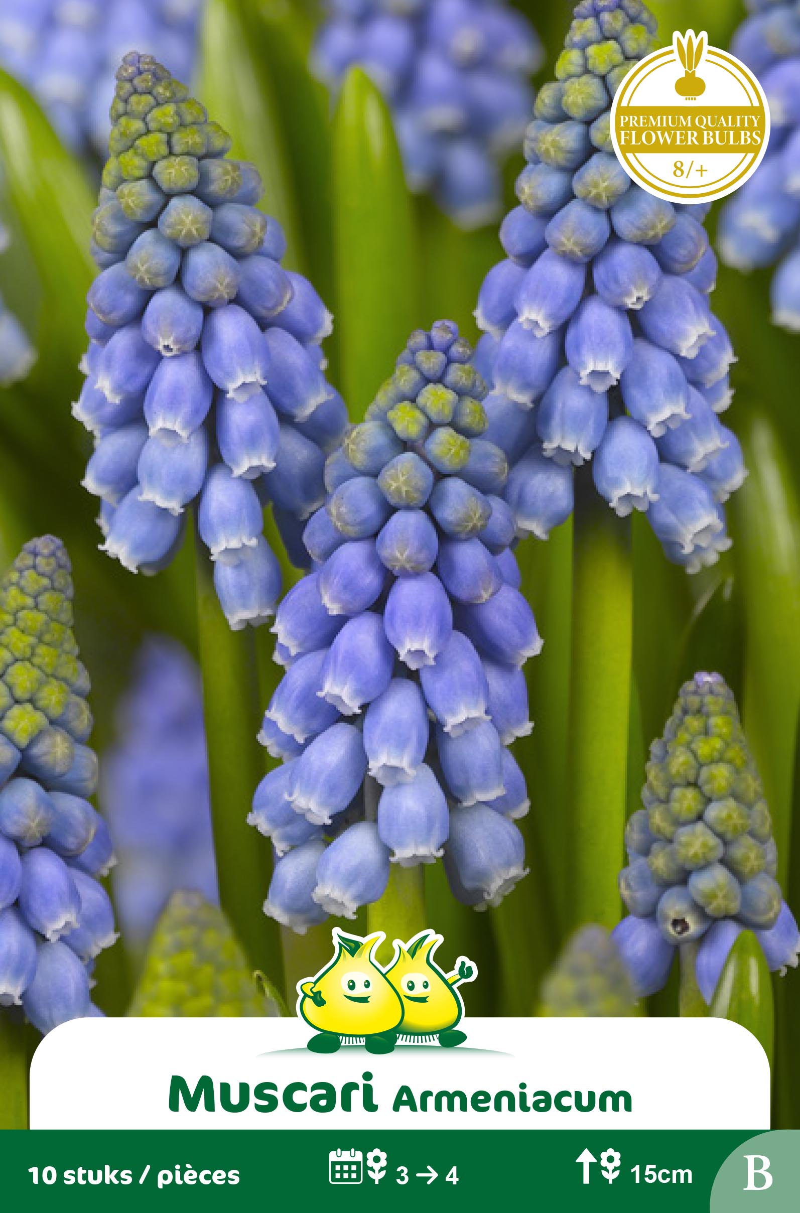 SACHET MUSCARI ARMENIACUM B