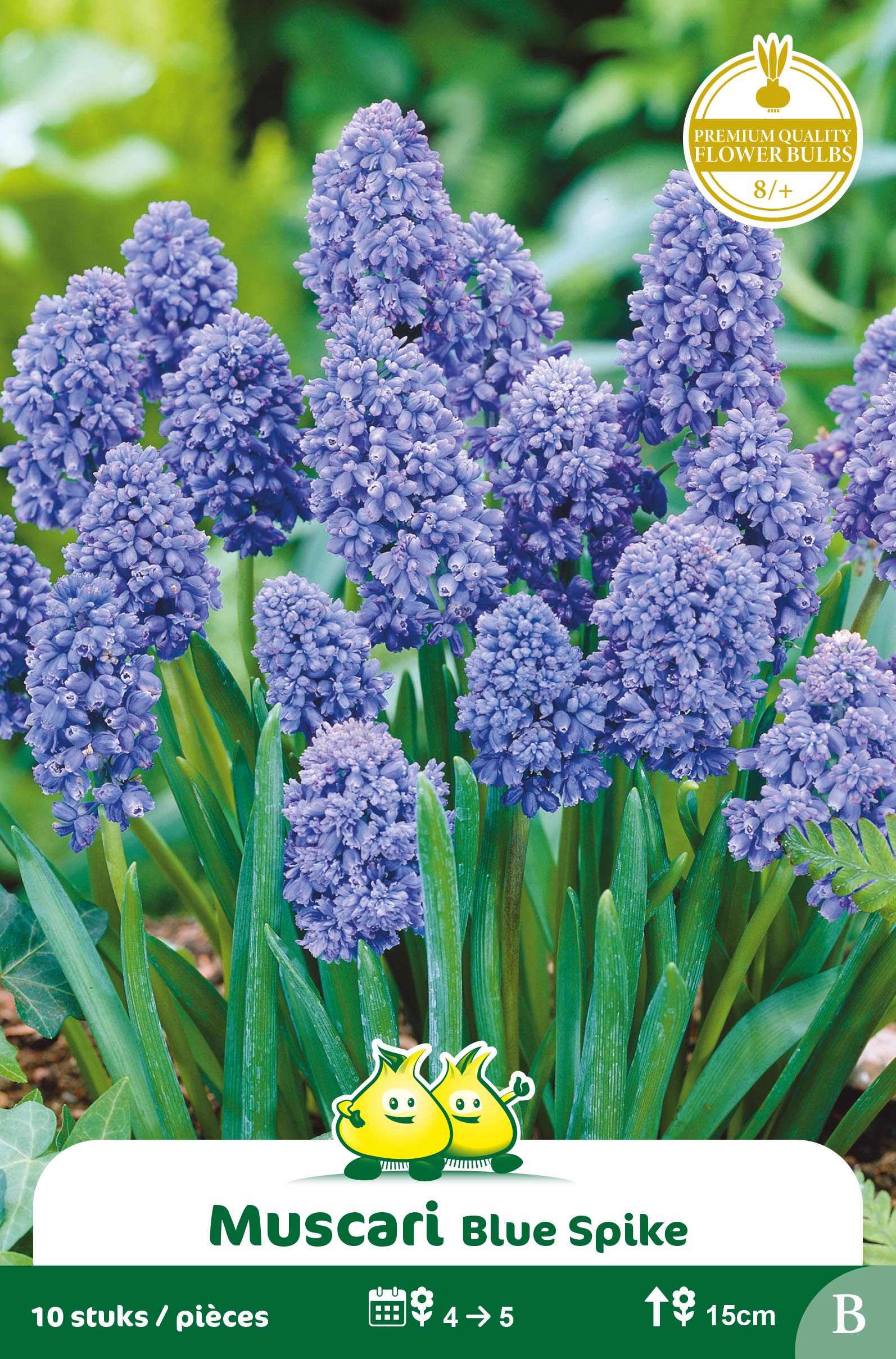 SACHET MUSCARI BLEU SPIKE B