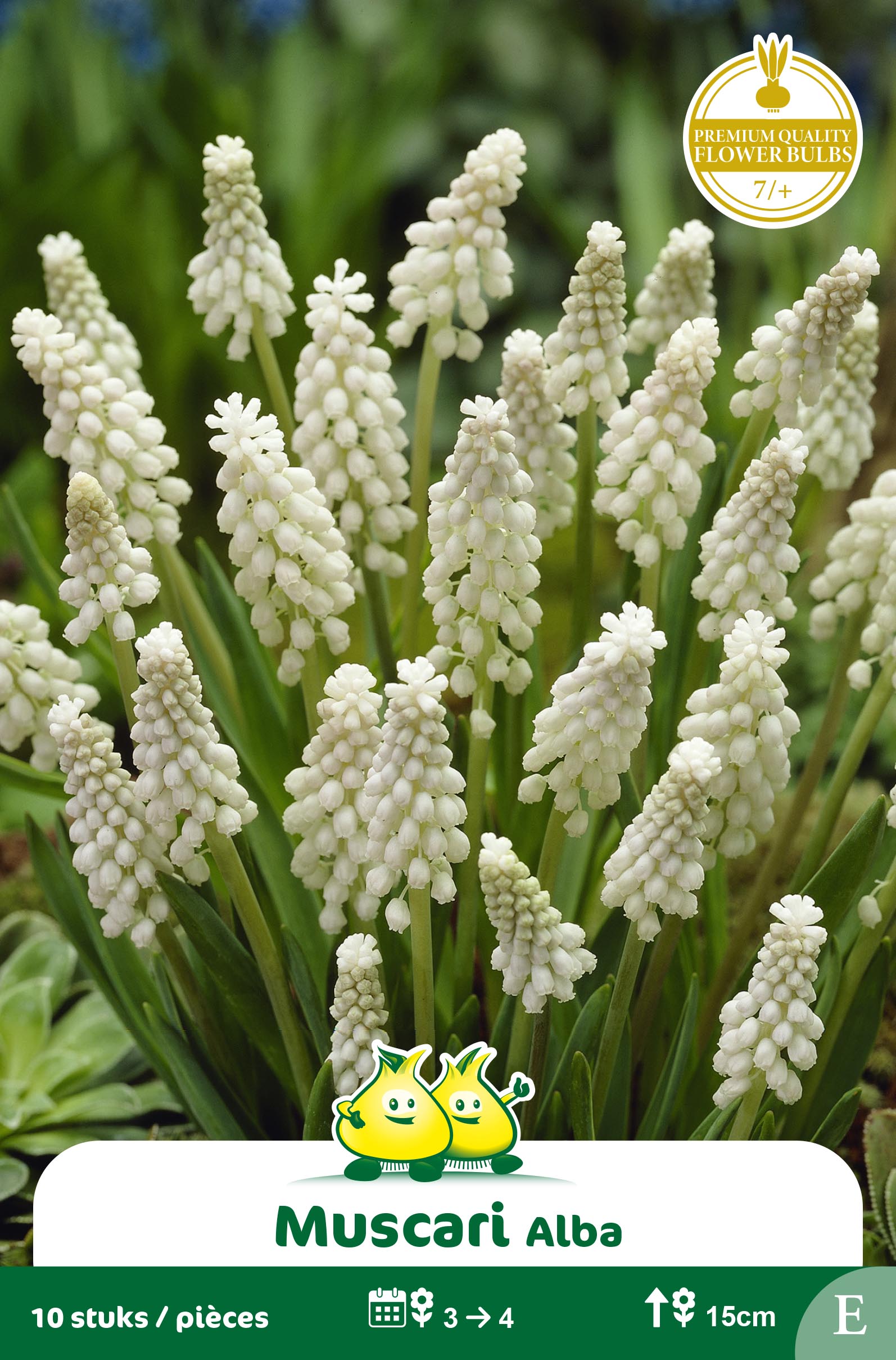 ZAKJES MUSCARI BOTRYOIDES ALBUM E