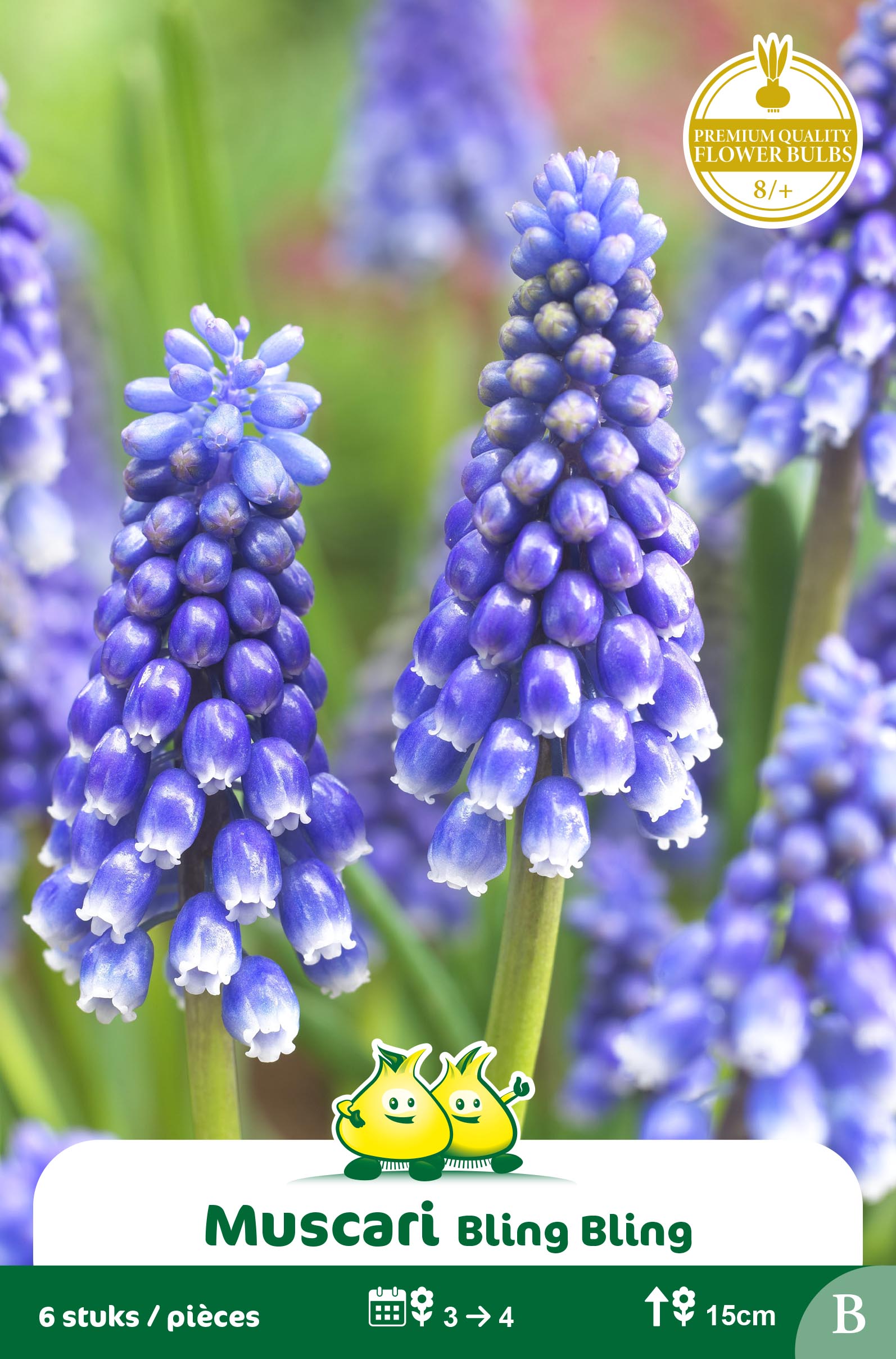 SACHET MUSCARI BLING BLING B