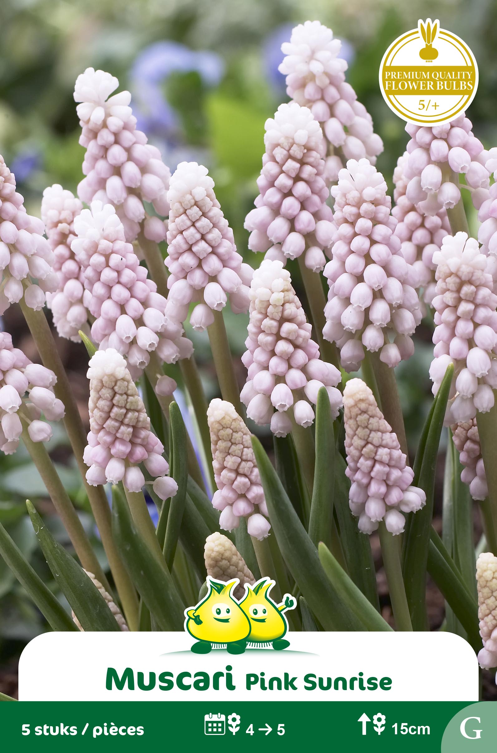 ZAKJES MUSCARI PINK SUNRISE G
