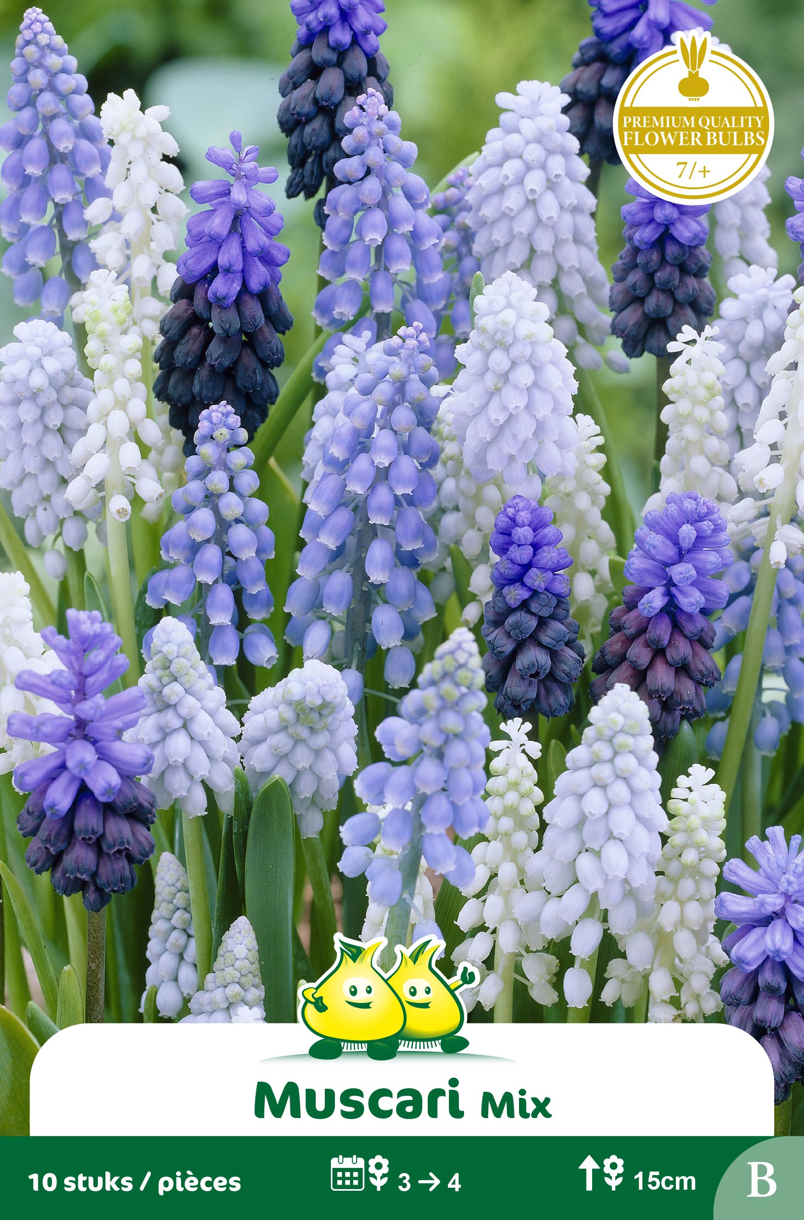 SACHET MUSCARI MIX B