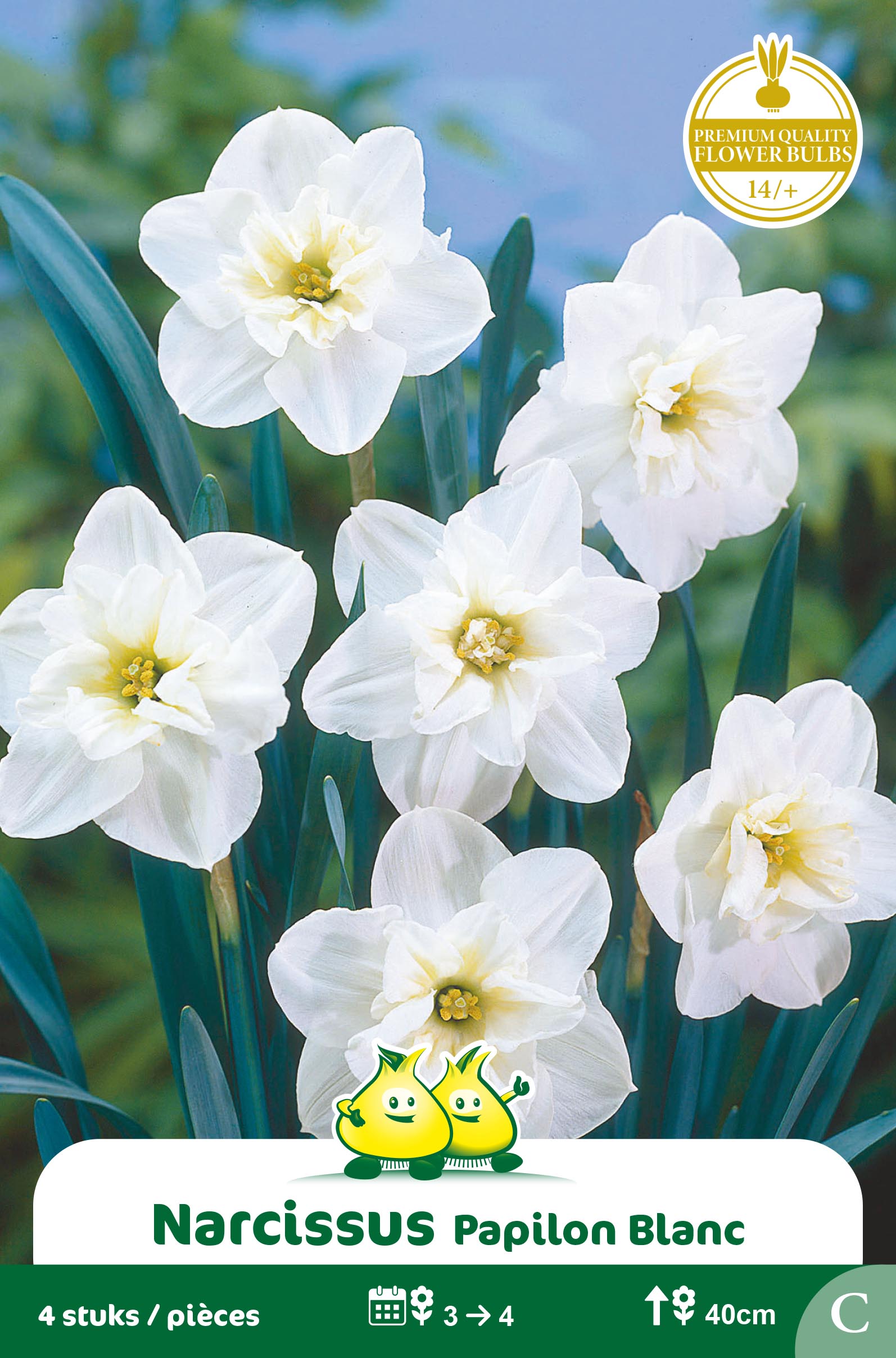 SACHET NARCIS PAPILLION BLANC C